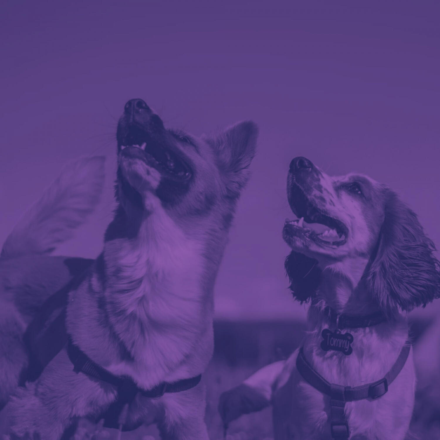 Piano Music for Dogs Moments - Urbane Moods for Sleeping Puppies