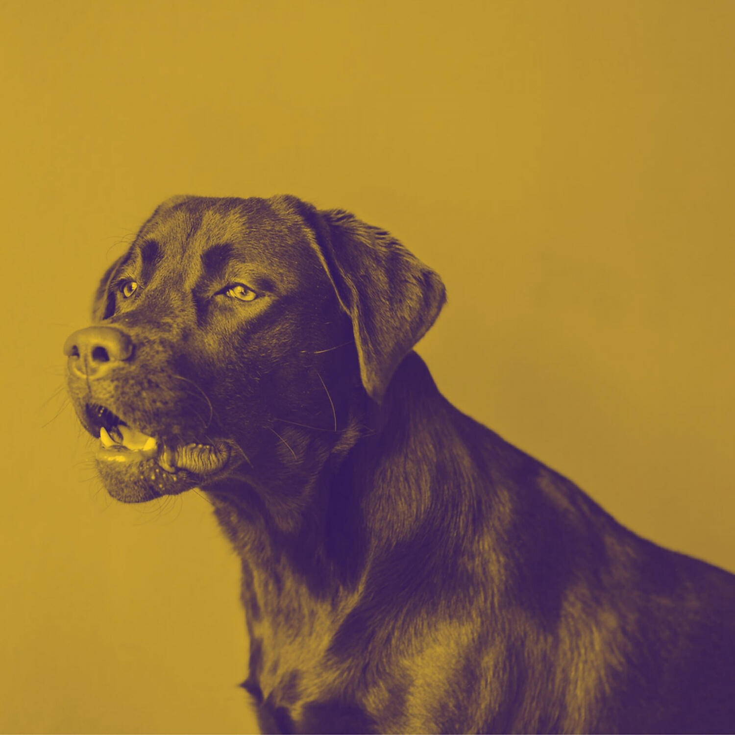 Piano Music for Dogs Vibes - Fiery Backdrops for Sleepy Dogs
