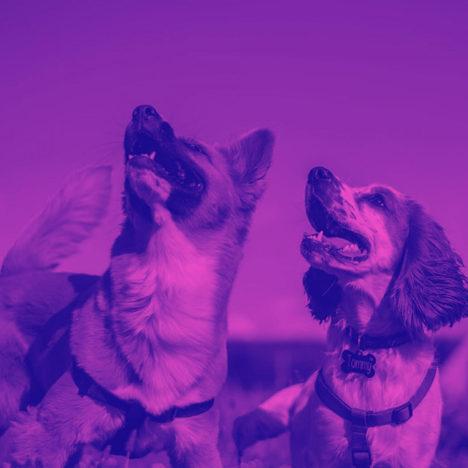 Piano Music for Dogs Romance - Entertaining Music for Sleepy Dogs