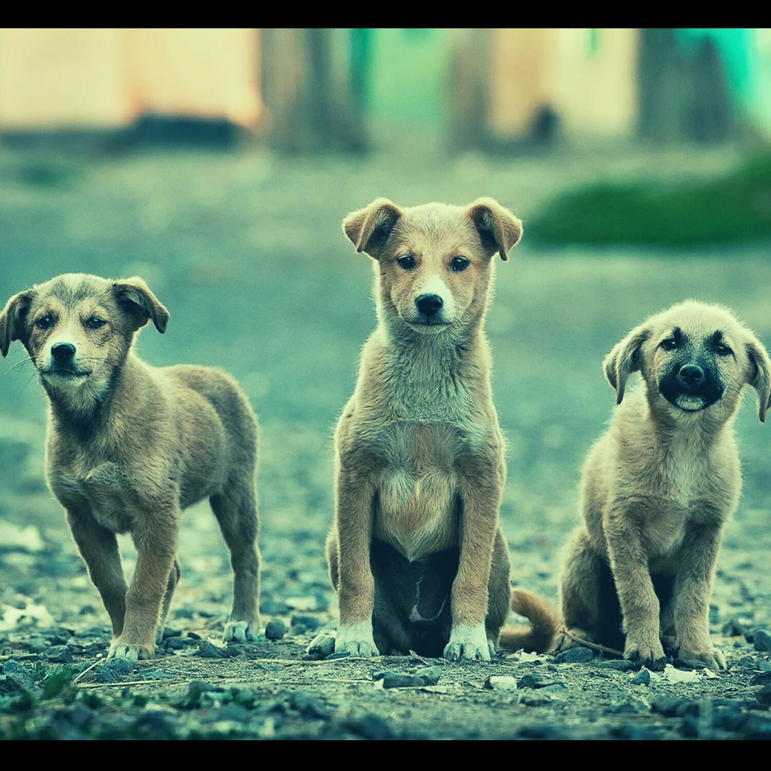 Piano Music for Dogs - Laid-back Ambience for Sleeping Puppies