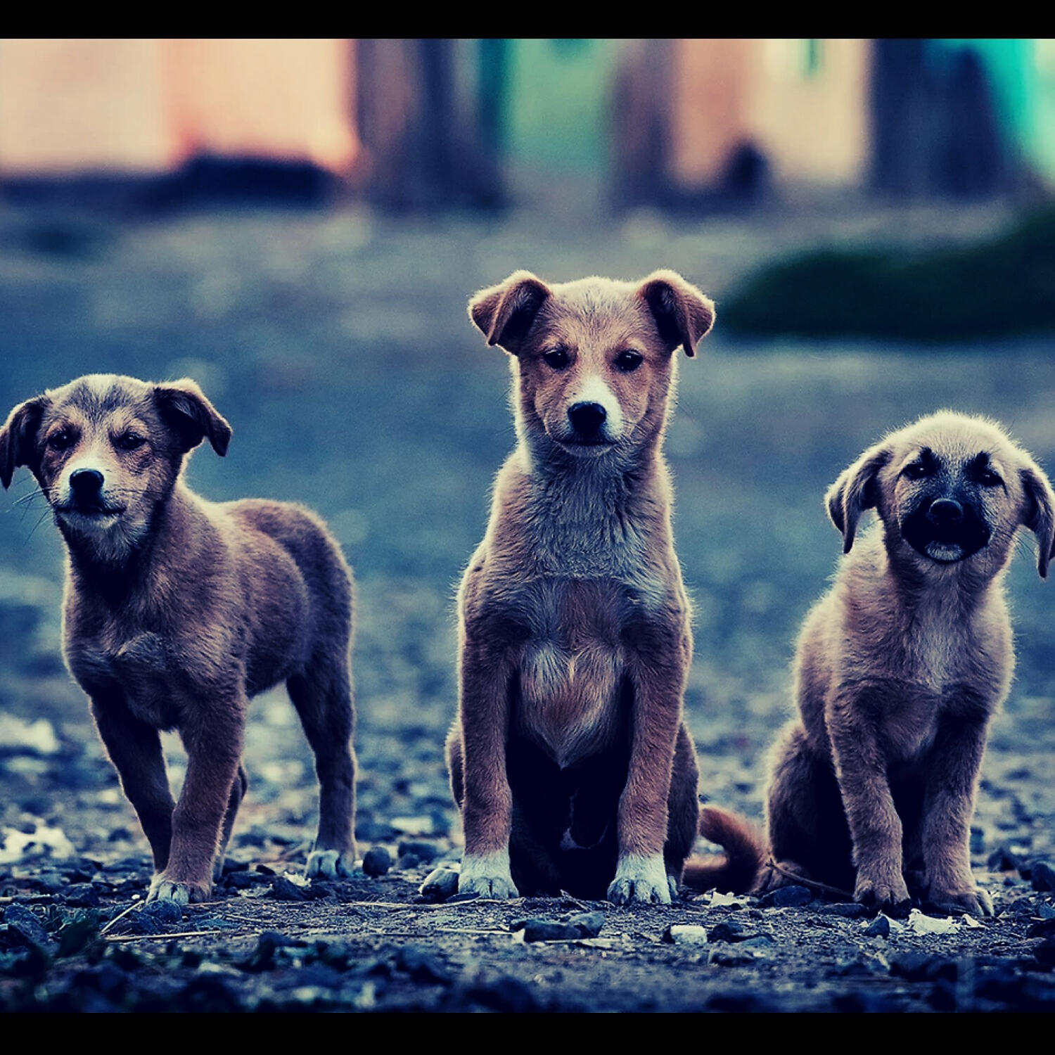 Piano Music for Dogs Play List - Charming Dog Separation Anxiety