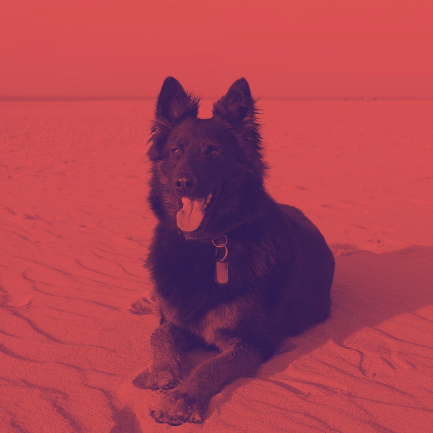 Piano Music for Dogs Collections - Vibrant Moods for Sleepy Dogs