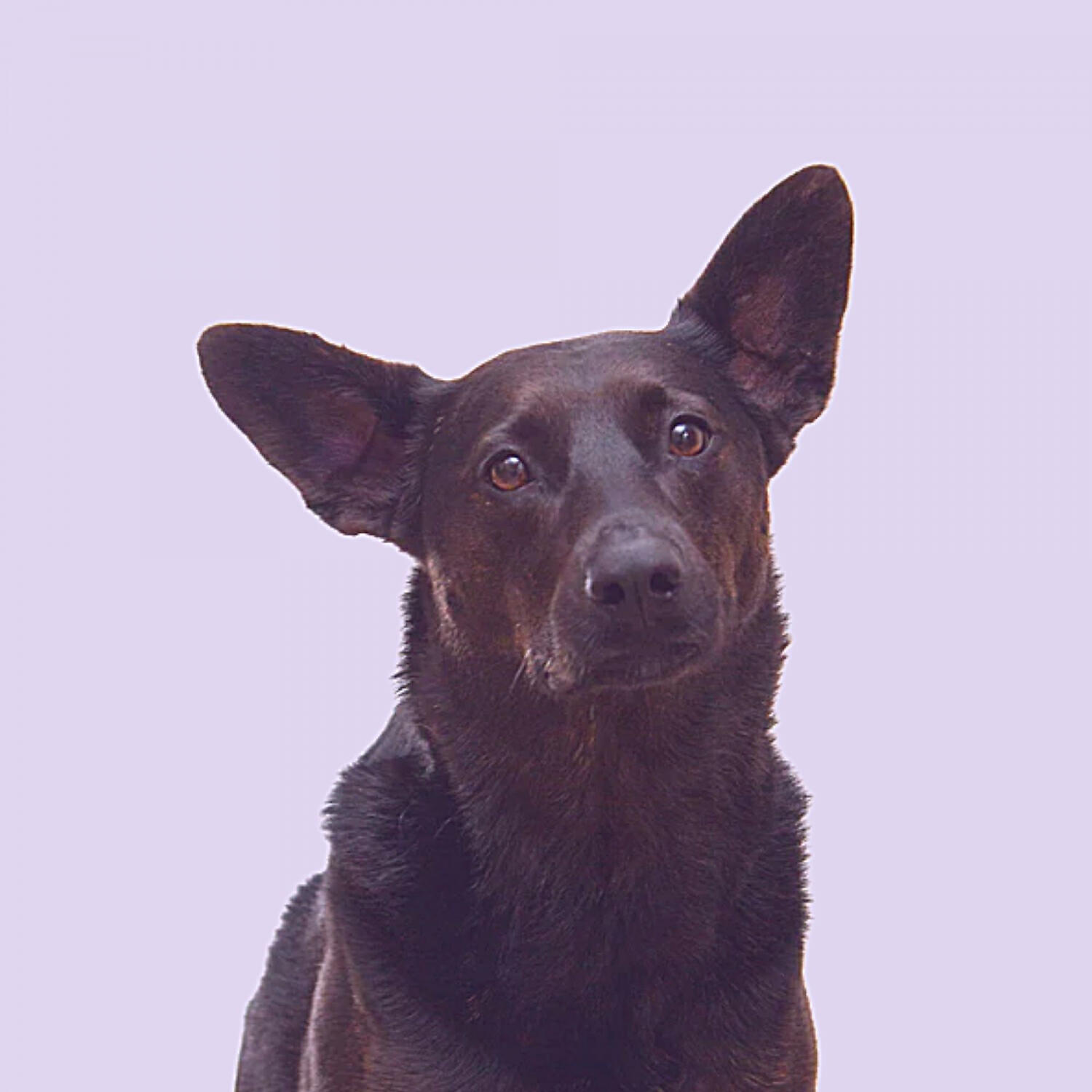 Piano Music for Dogs Sounds - Bright Solo Piano Jazz - Vibe for Relaxing Pups