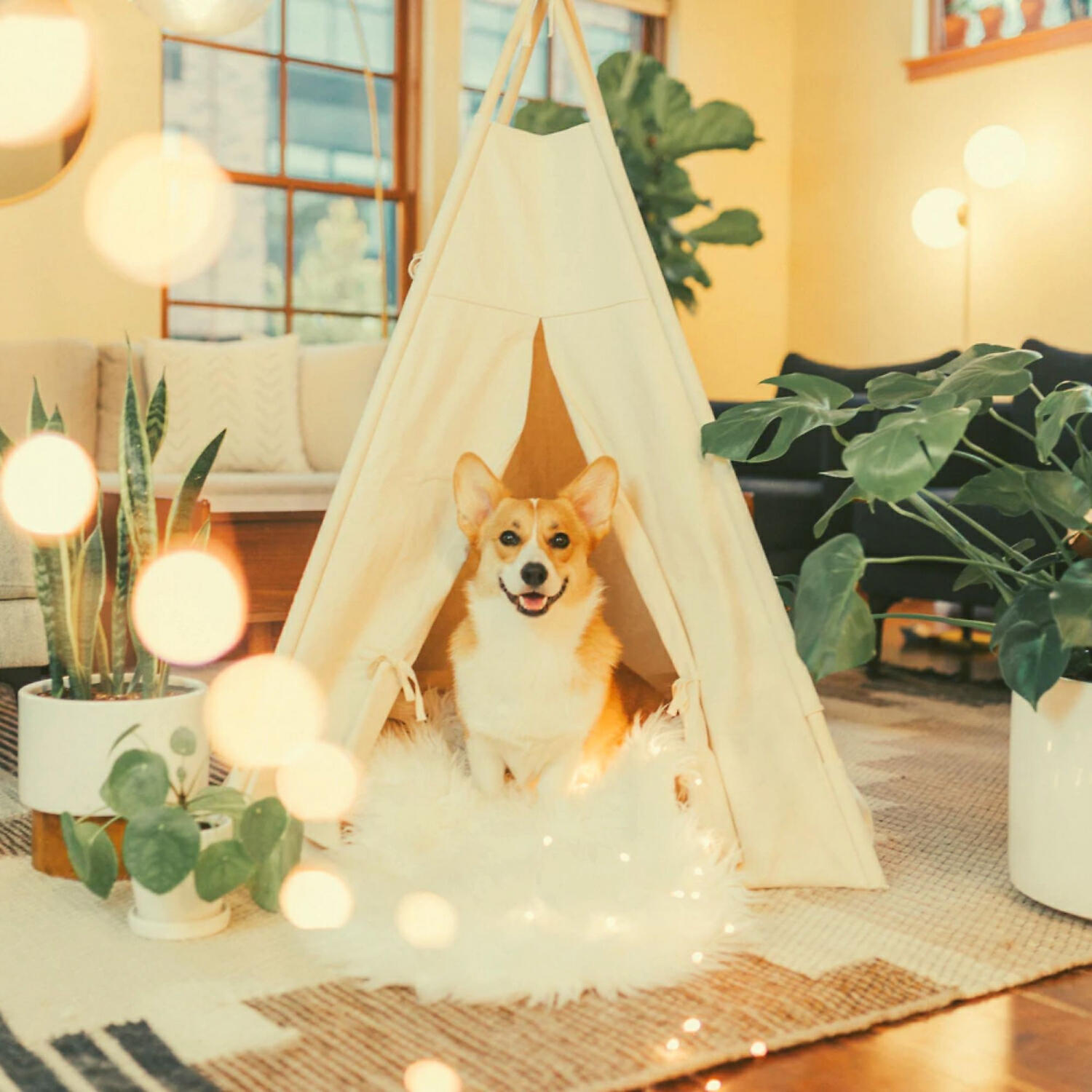 Piano Music for Dogs Prime - Artistic Moods for Quiet Dogs