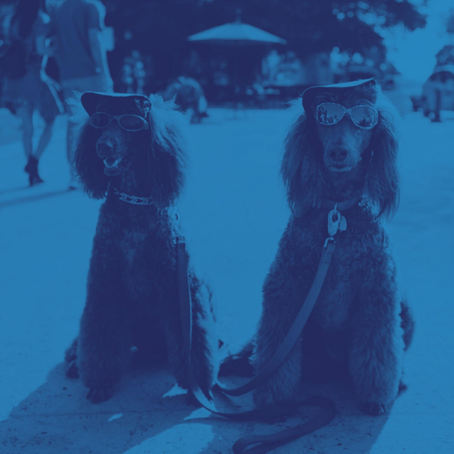 Piano Music for Dogs Radio - Casual Music for Quiet Dogs