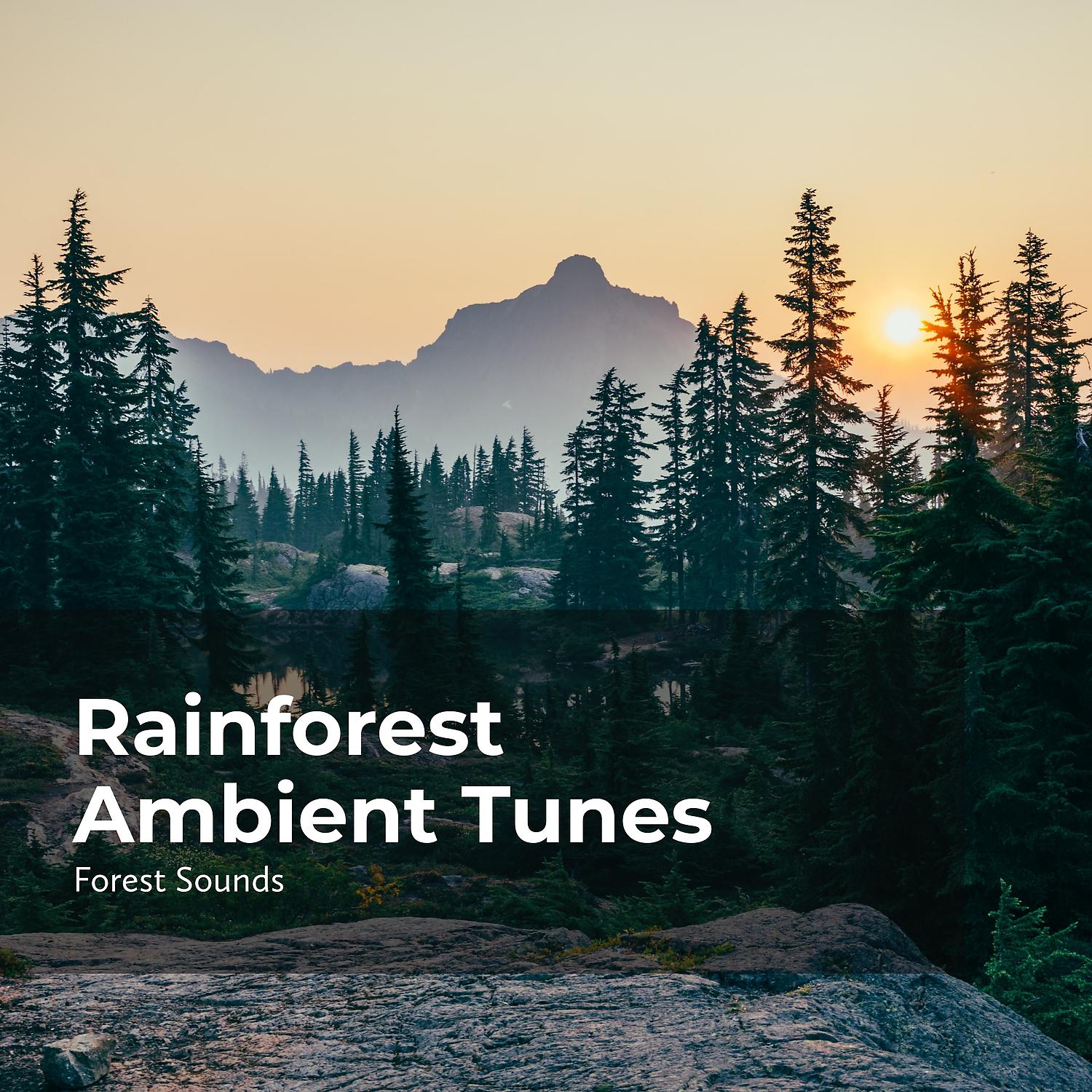 Постер альбома Rainforest Ambient Tunes