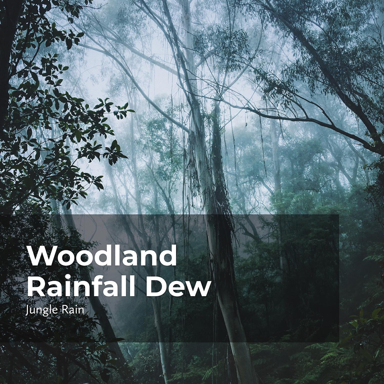 Jungle Rain - Serenity in the Woods