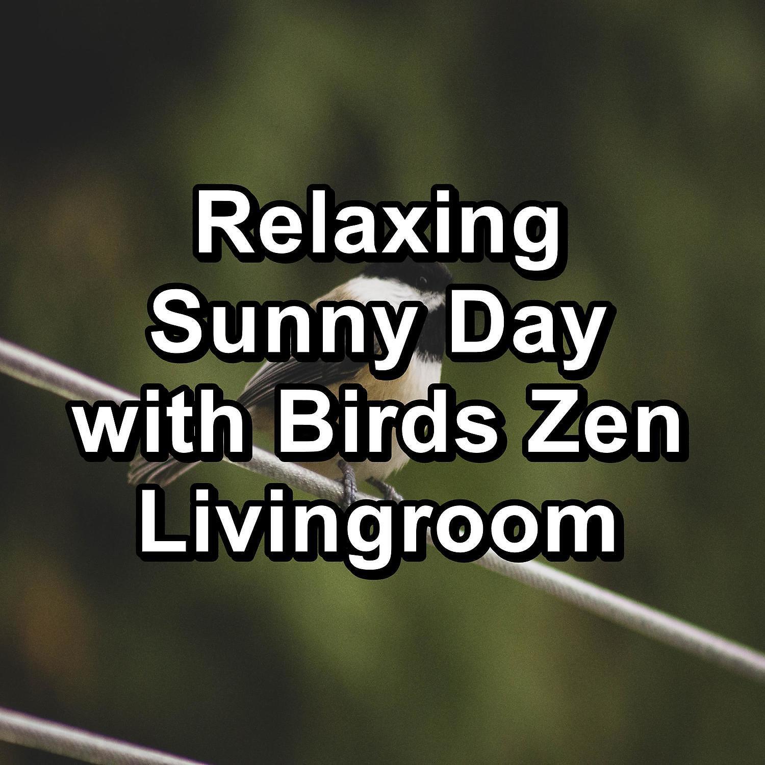 Bird Sound Collectors - Ambient Nature Sounds ASMR Instant Relaxing To Help with Relaxing