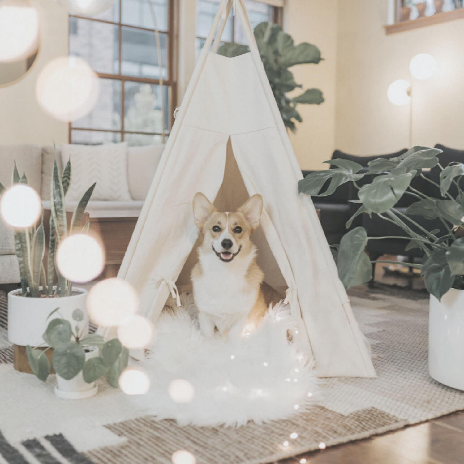 Prime Dog Calming Music - Dog Anxiety (Feelings)