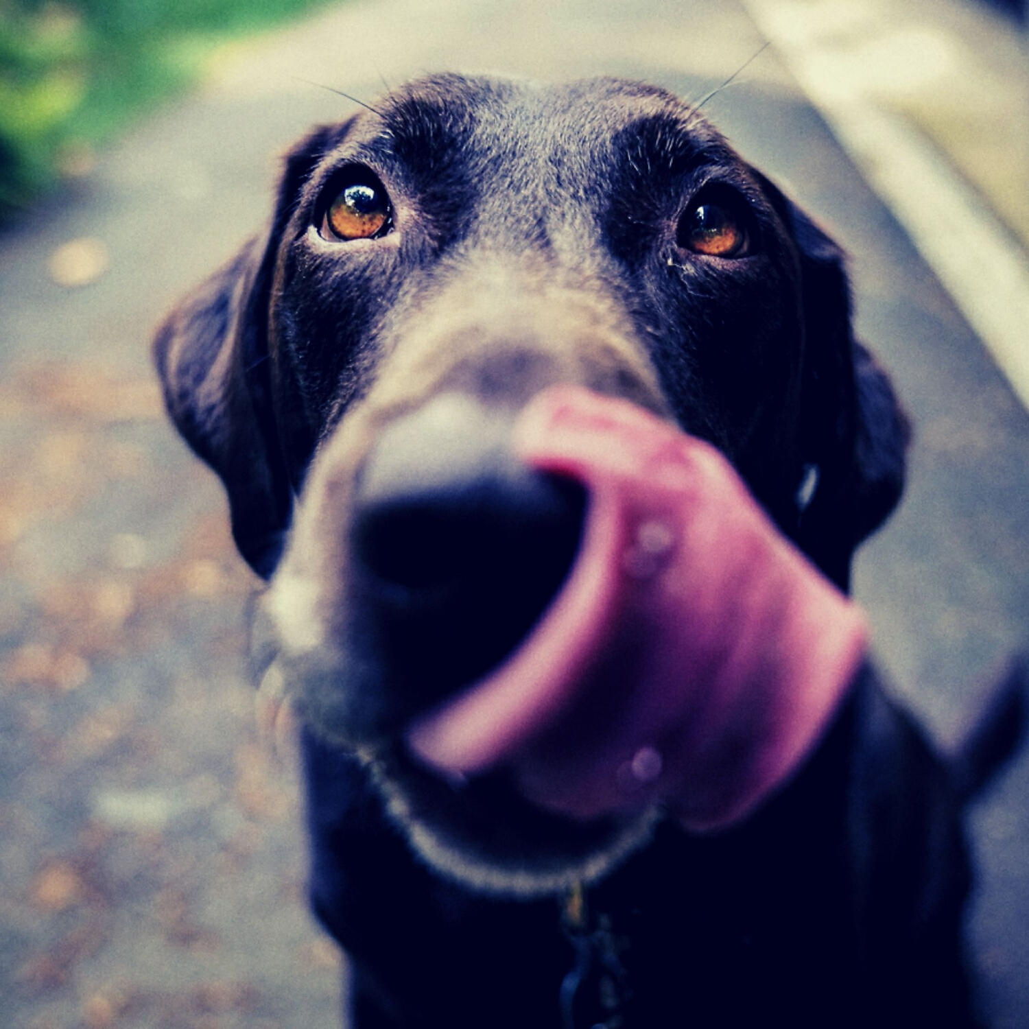 Calm Dog Calming Music - Calm (Music)