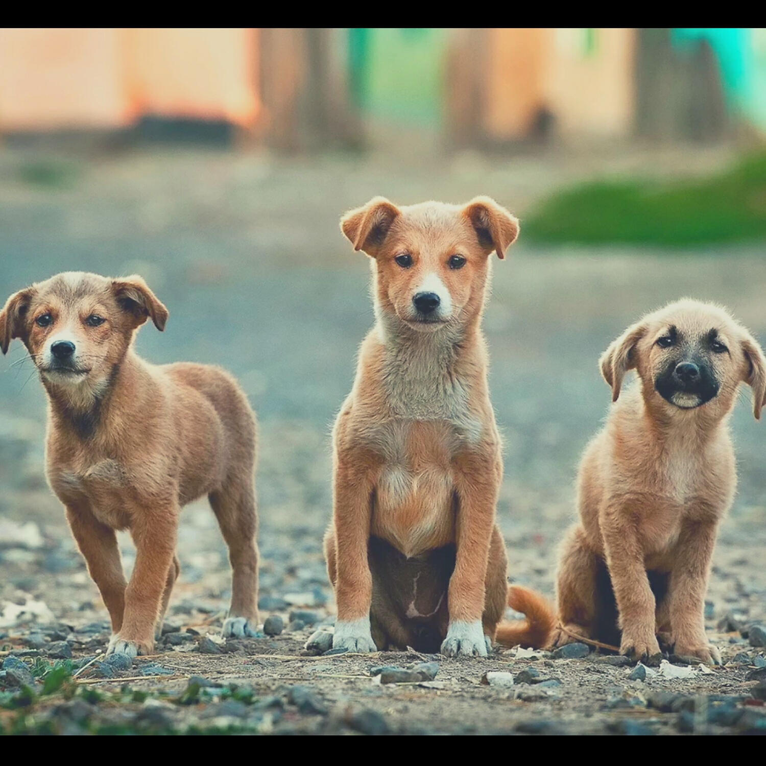 Prime Dog Calming Music - Music (Resting Puppies)