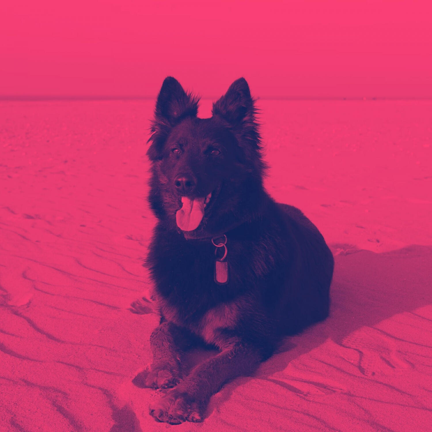 Comfortable Dog Calming Music - Cuddly (Calming Your Dog)