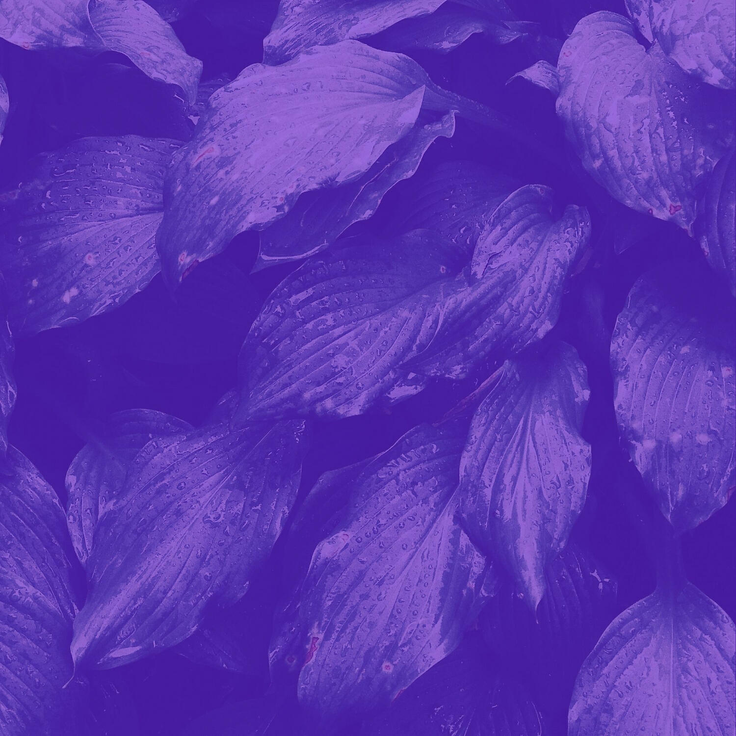 Armenian Duduk Radio - Suave Duduk and Piano - Vibe for Morning Meditation