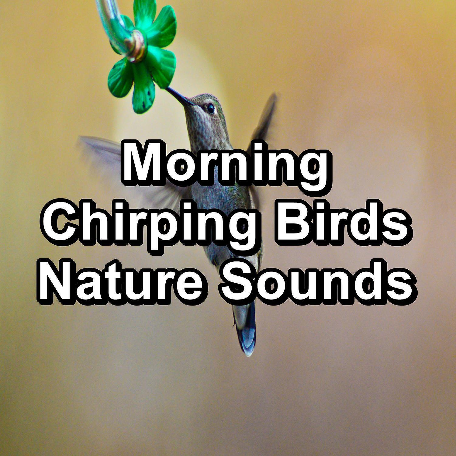 Bird Songs - ASMR Bird Sounds ASMR Instant Relaxing Loopable for the Night