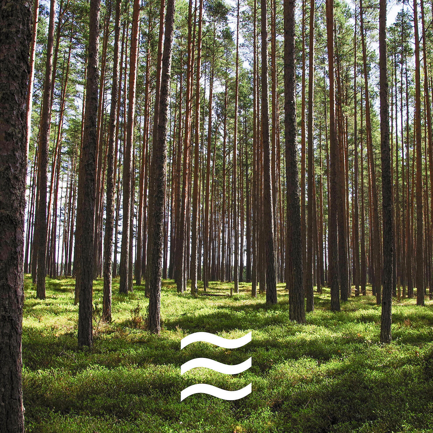 Calmful Soft Forest Noises with Birds - Smooth Birds music in Forest for Mind Relax
