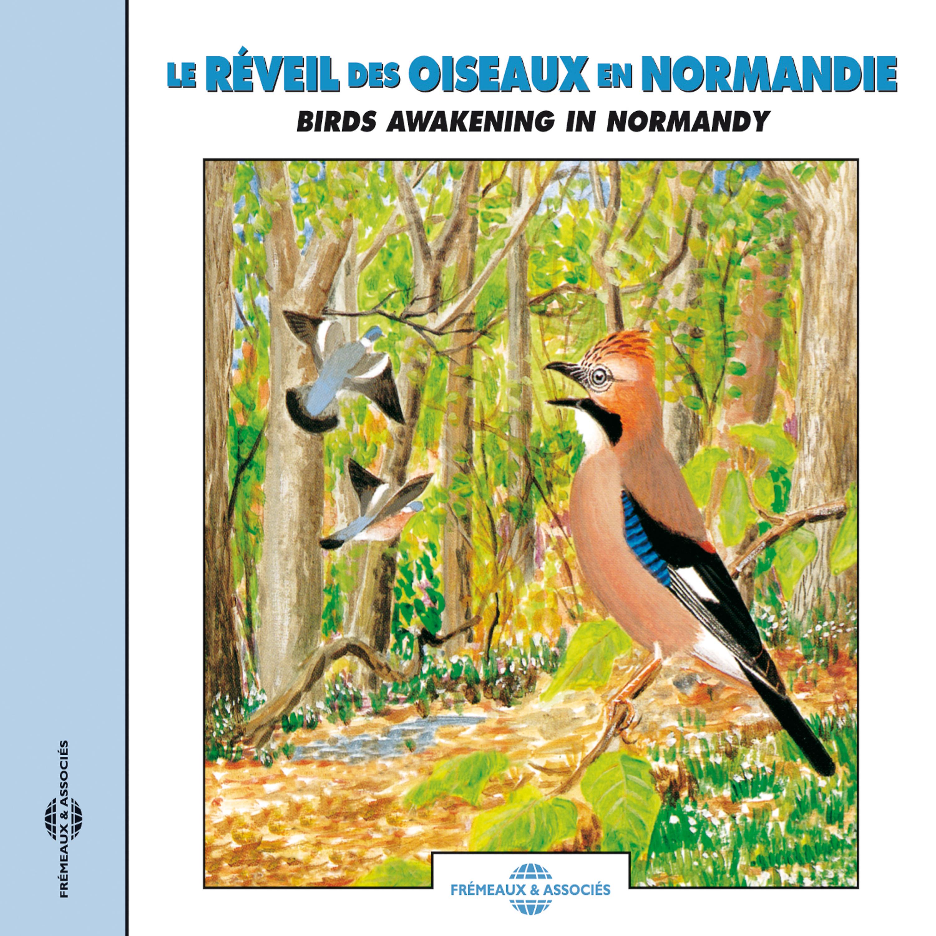 Постер альбома Birds Awakening In Normandy