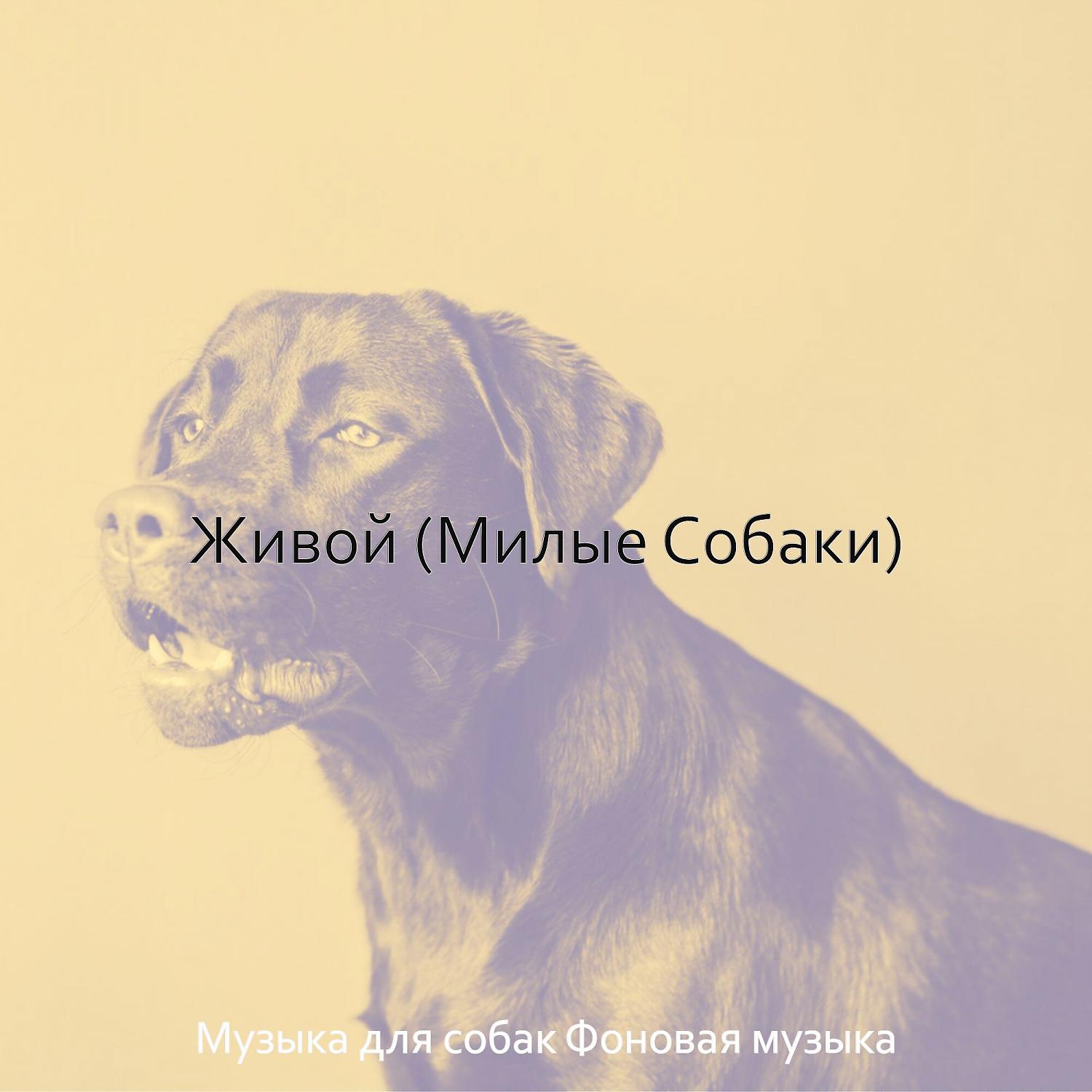 Постер альбома Живой (Милые Собаки)