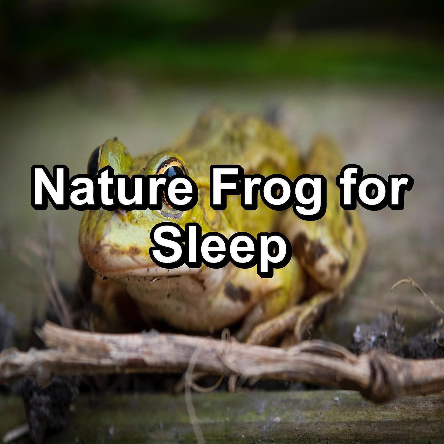 Relaxing Music Therapy - Sleepy Frogs Marsh