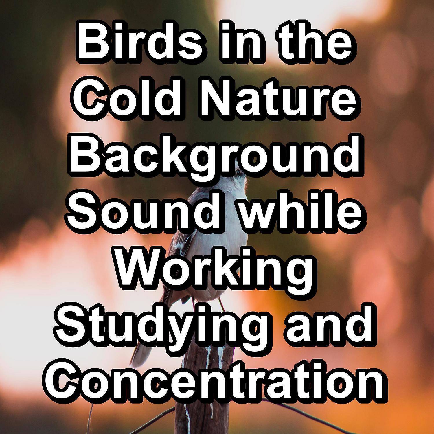 Yoga - Bird Sounds Natural Sounds To Loop as Long as you Need