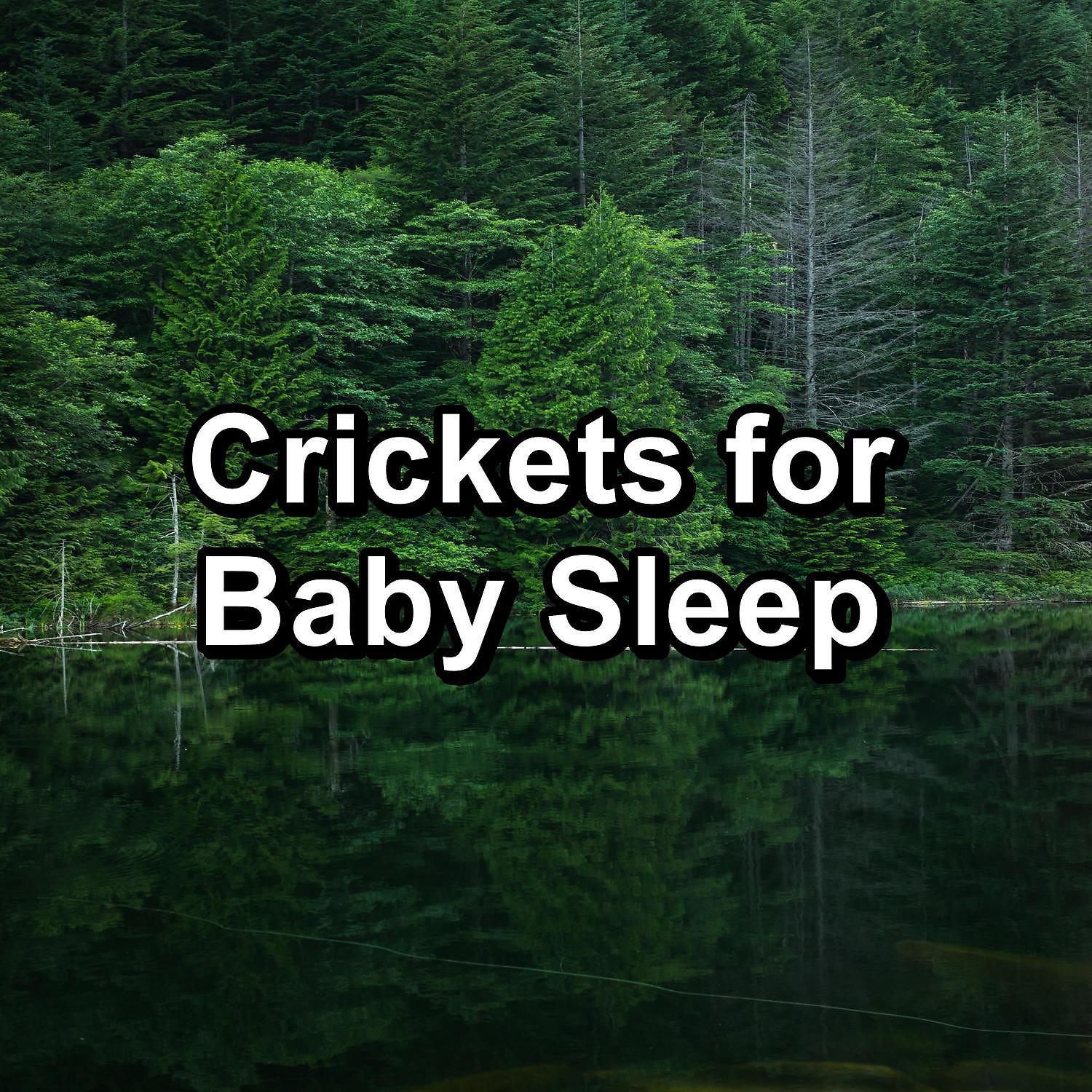Постер альбома Crickets for Baby Sleep