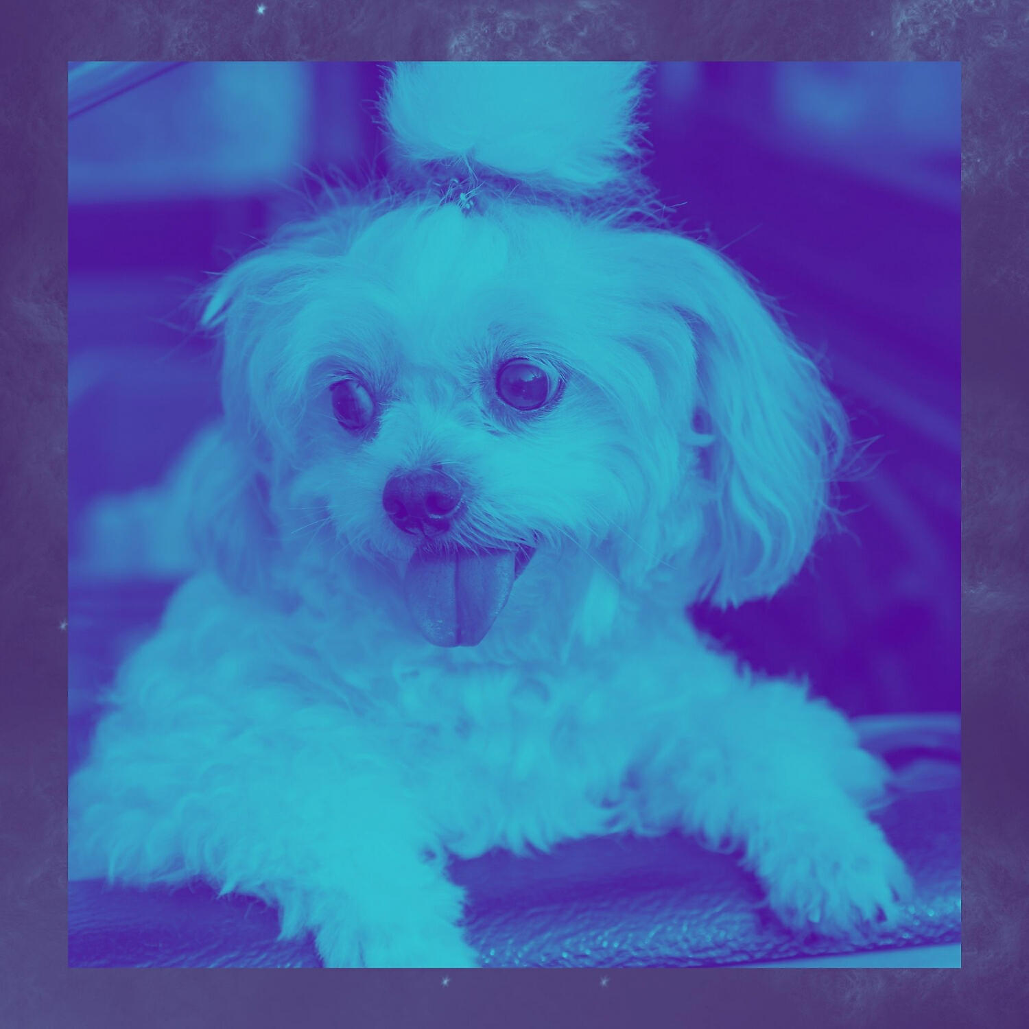 Relaxing Dog Music All-stars - Divine Stressed Out Dogs