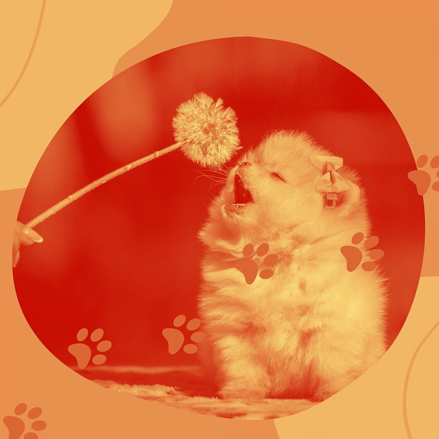 Relaxing Dog Music Orchestra - Distinguished Music for Sleeping Dogs