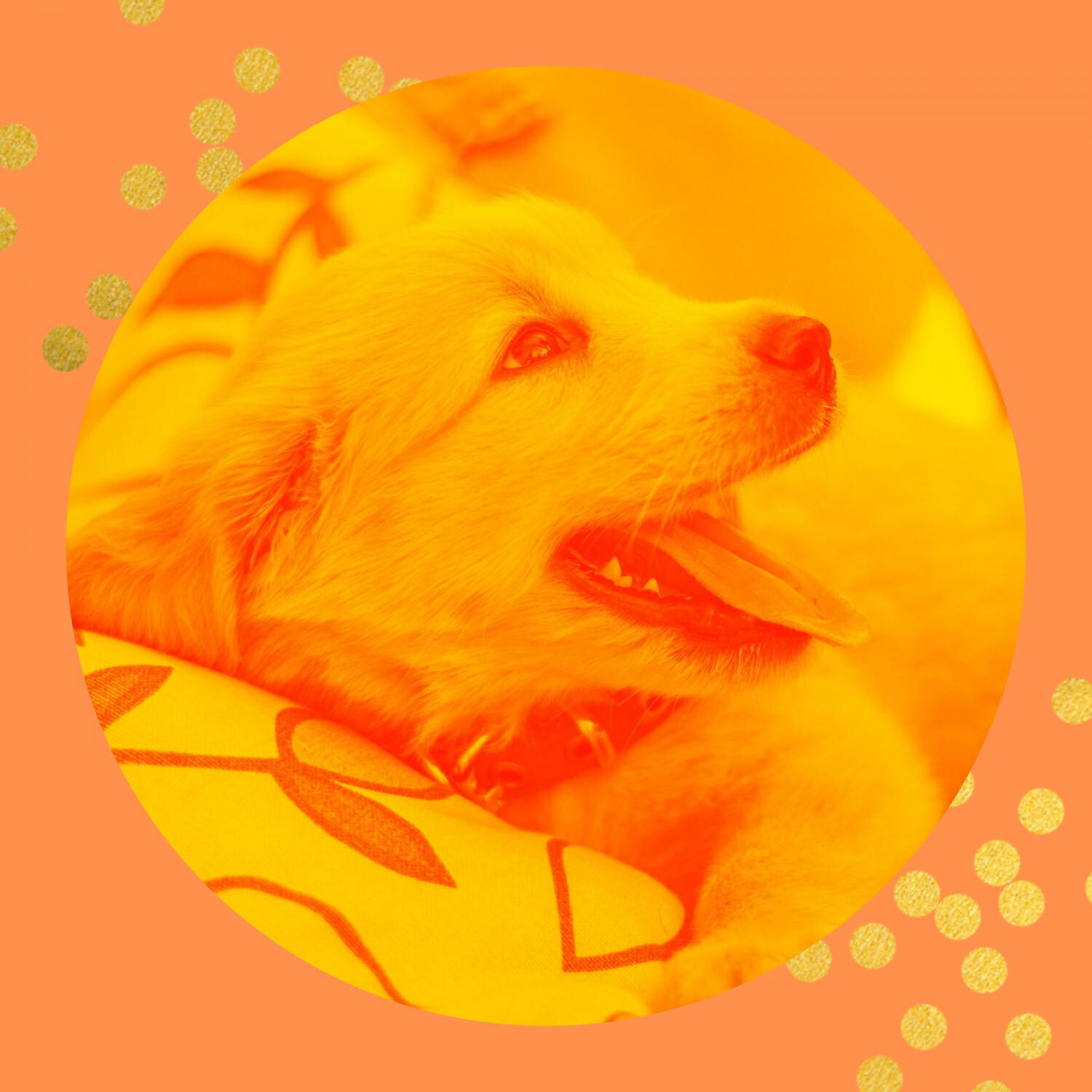Relaxing Dog Music Groove - Wonderful Ambience for Stressed Out Dogs