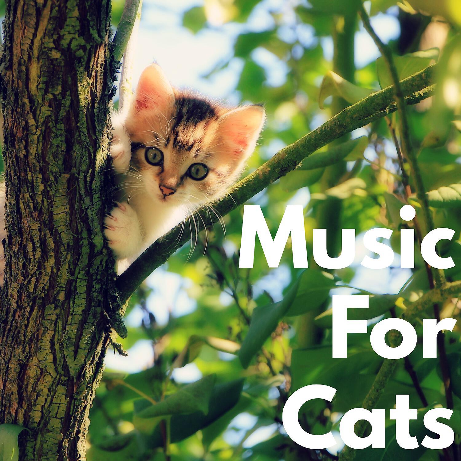 Music For Cats - Unlax body