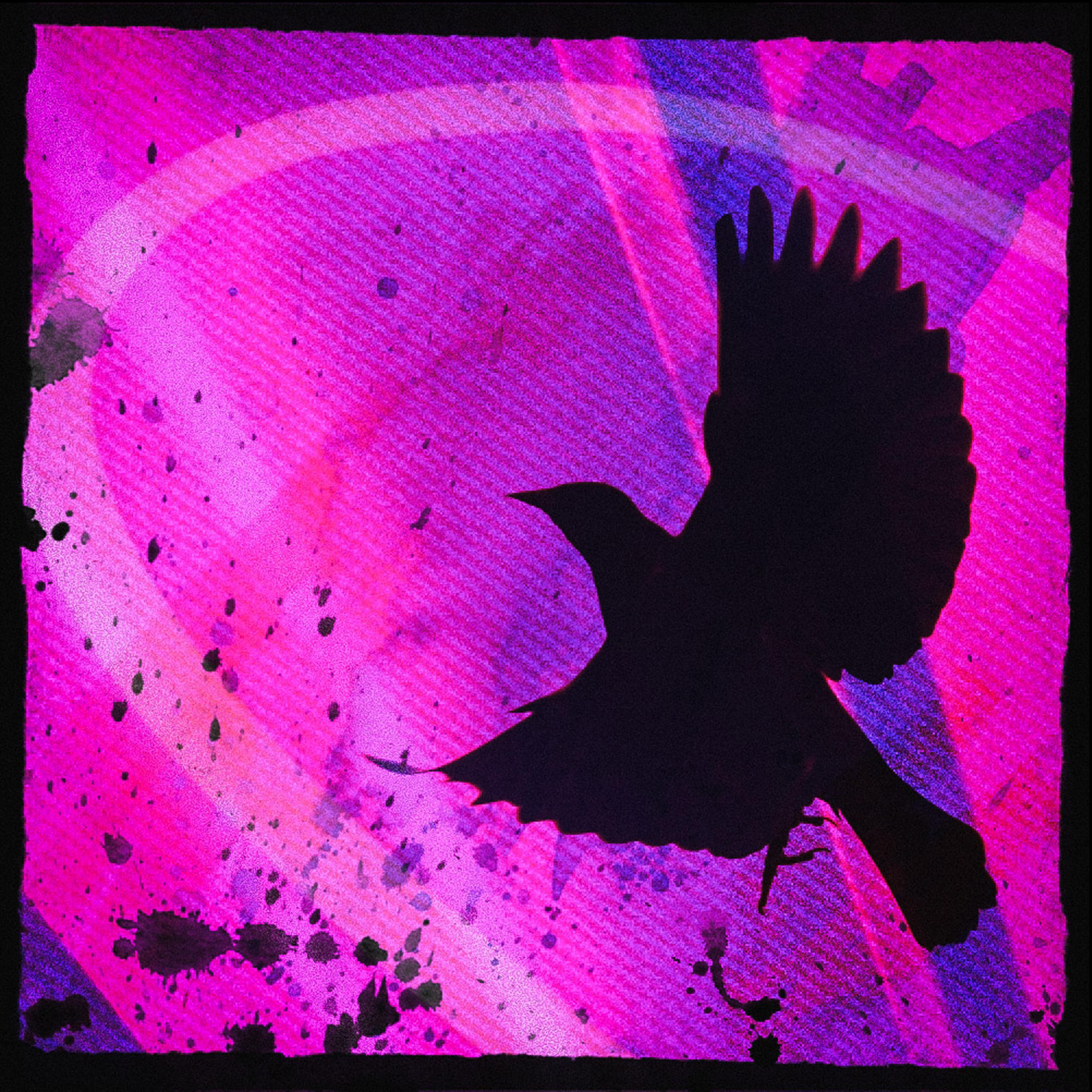 Постер альбома Небо из птиц