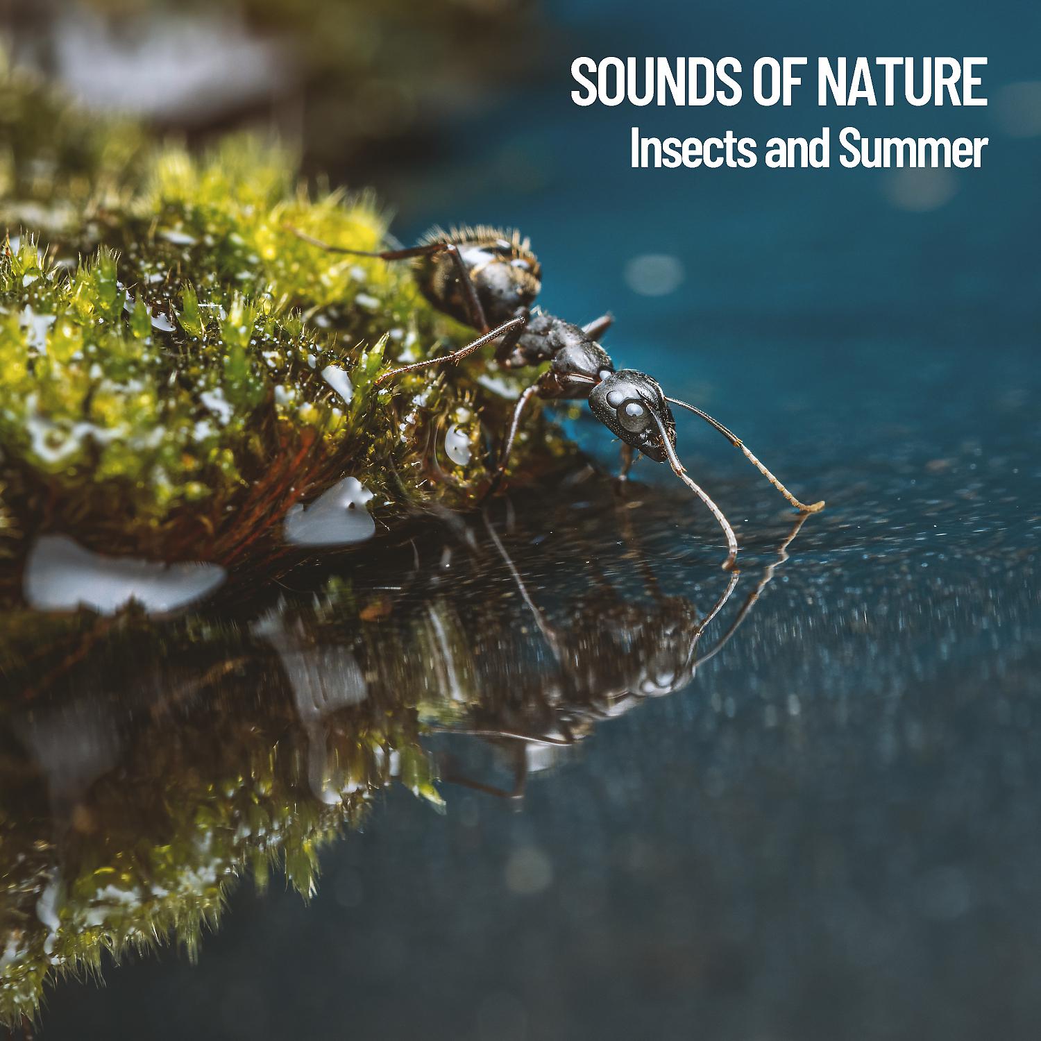 Постер альбома Sounds of Nature: Insects and Summer