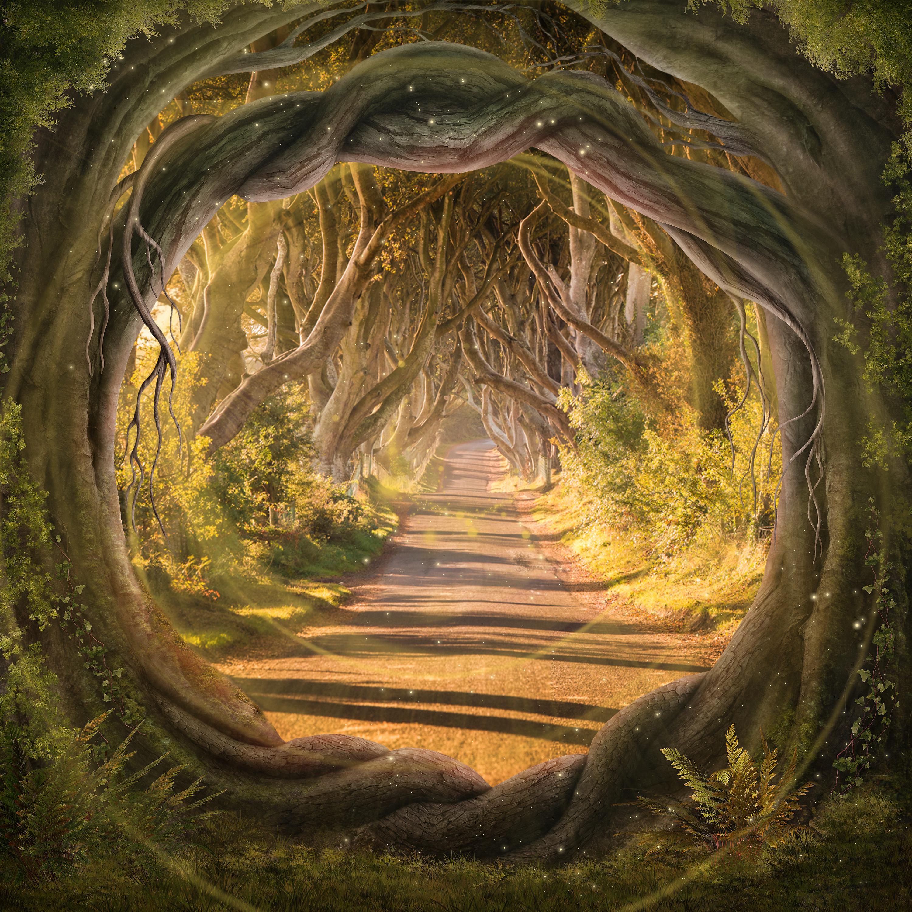 Постер альбома Сказочный лес
