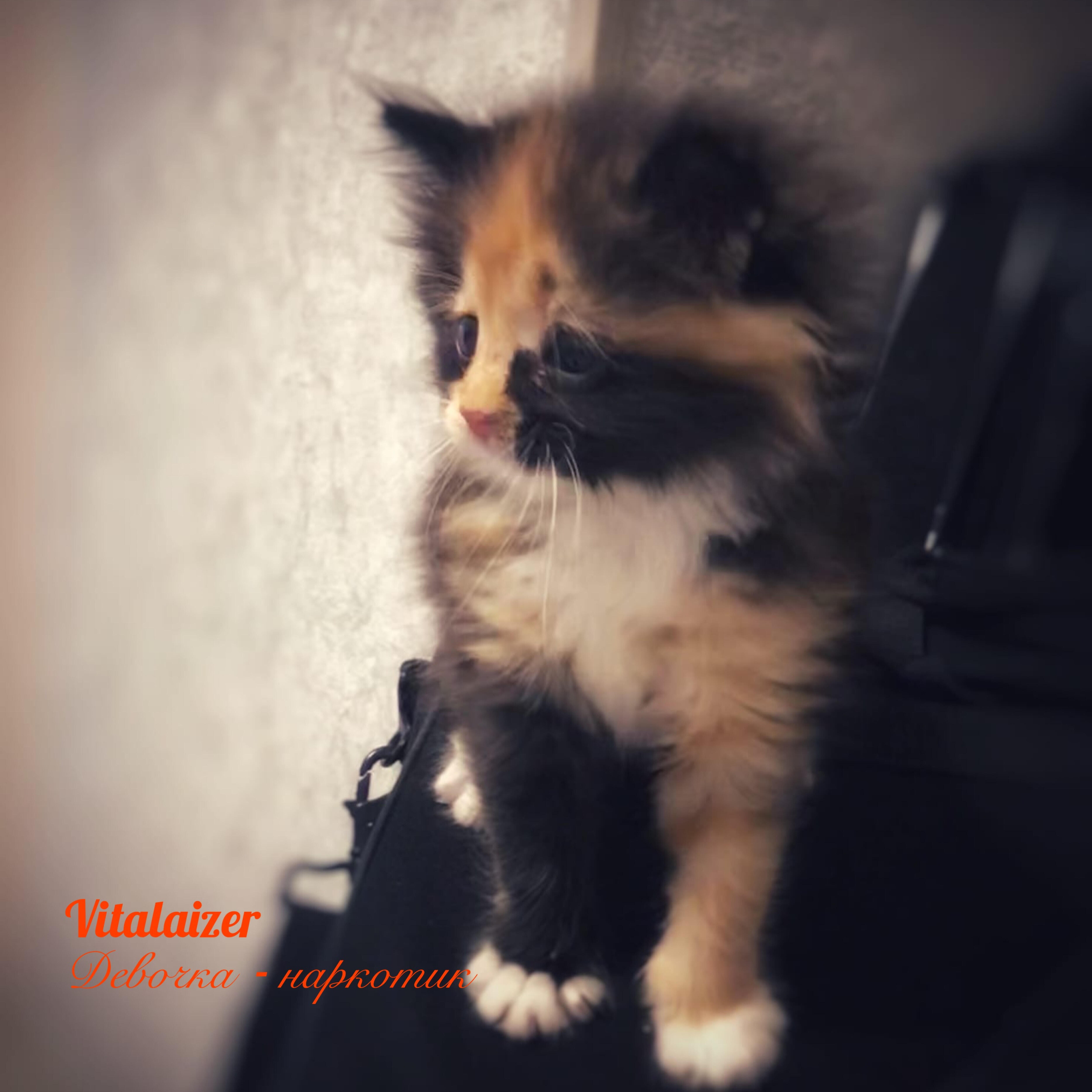 Vitalaizer - Девочка-наркотик