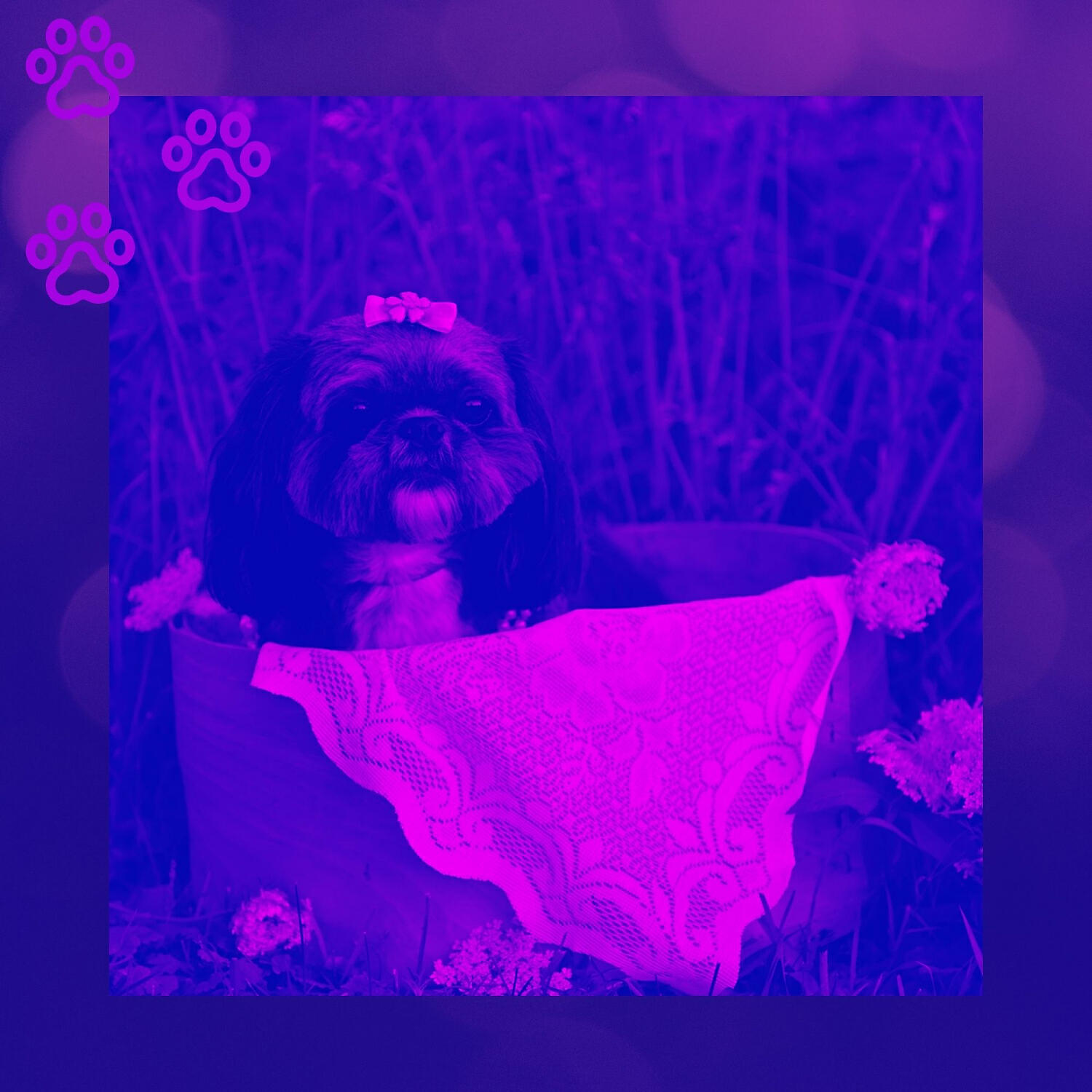 Attractive Relaxing Dog Music - Charming Ambience for Doggy Naptime