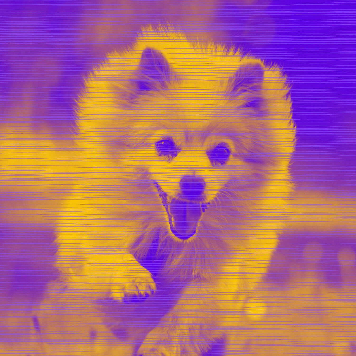 Dog Chill Out Music - Sprightly Music for Separation Anxiety