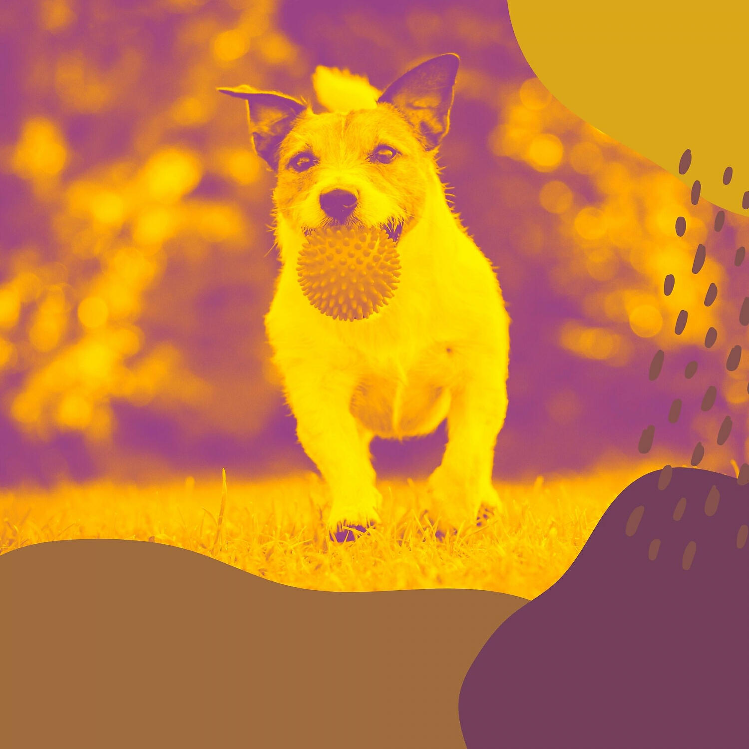 Doggy Music Vibes - Amazing Ambiance for Separation Anxiety
