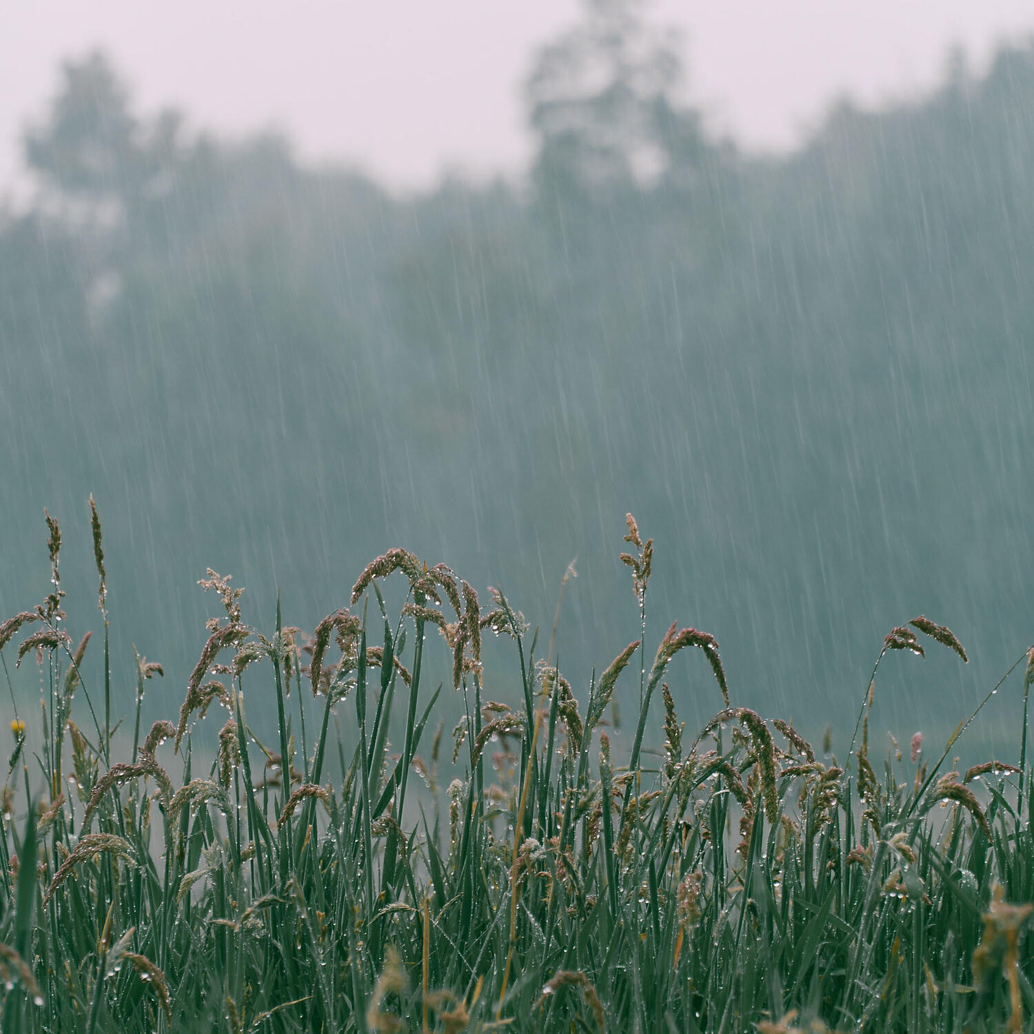 Rain Sounds - Hi-Frequency Leaf Sounds