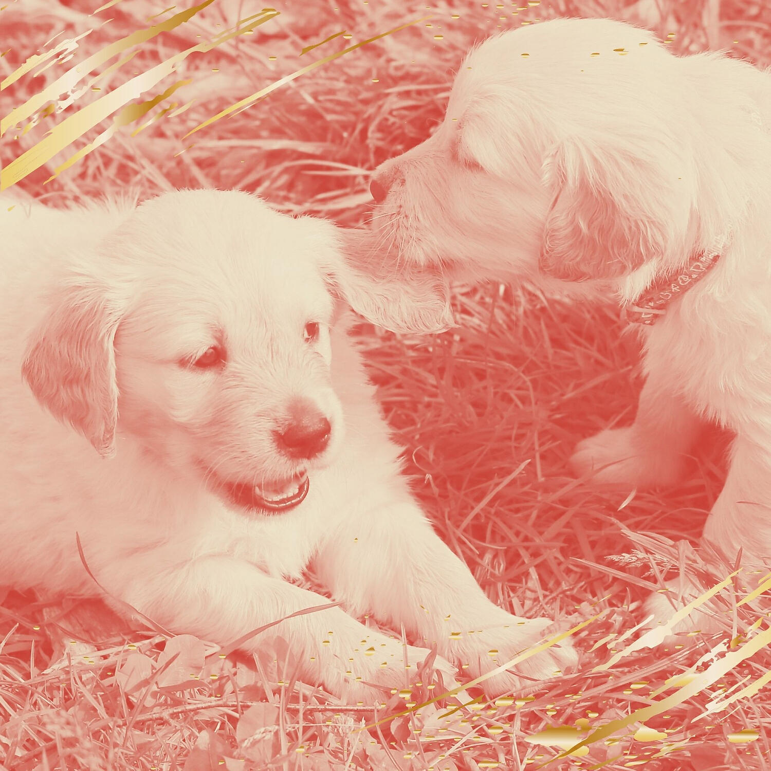 Comfortable Relaxing Dog Music - Background for Calming Your Dog