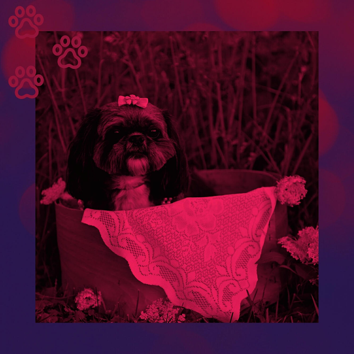 Comfortable Doggy Music - Casual Backdrops for Calming Your Dog