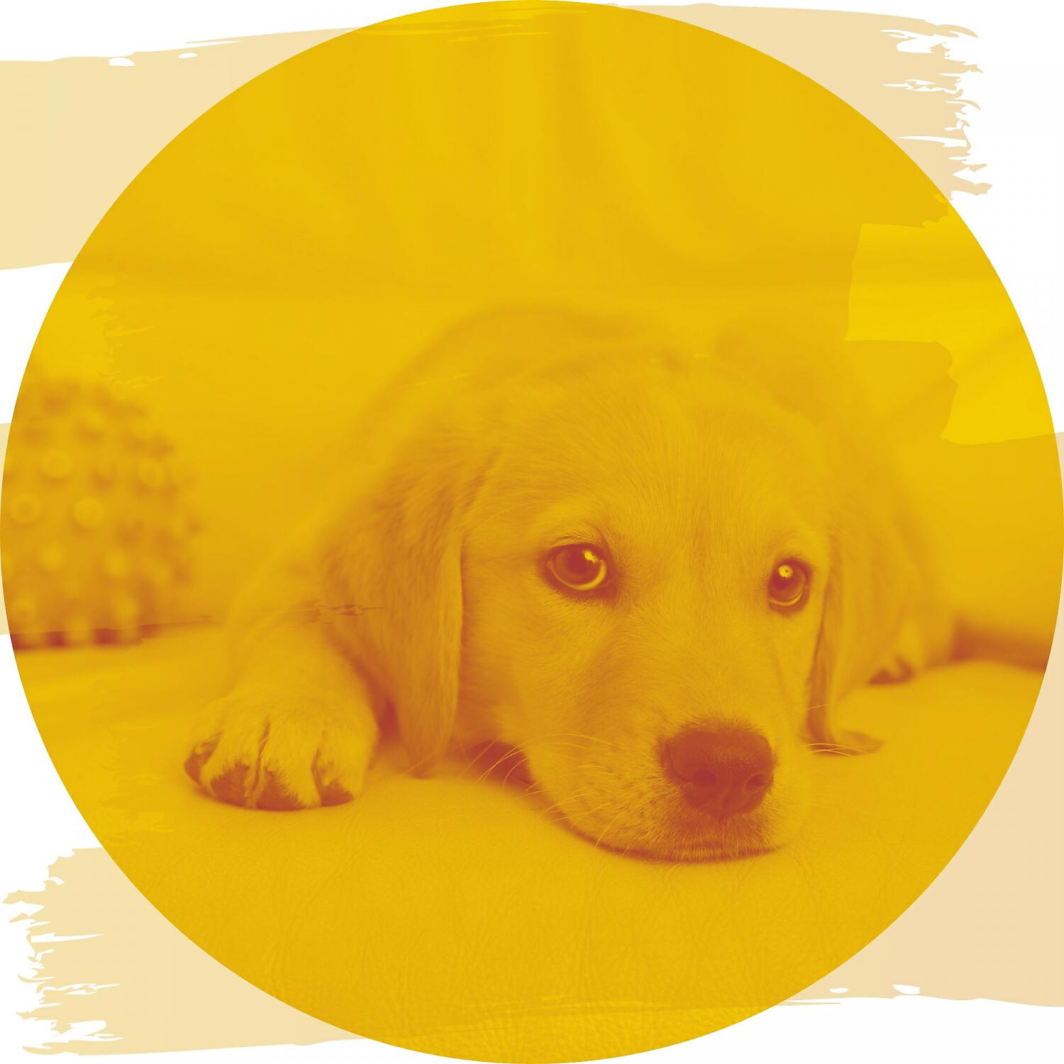 Relax My Dog Music - Marvellous Doggy Stress