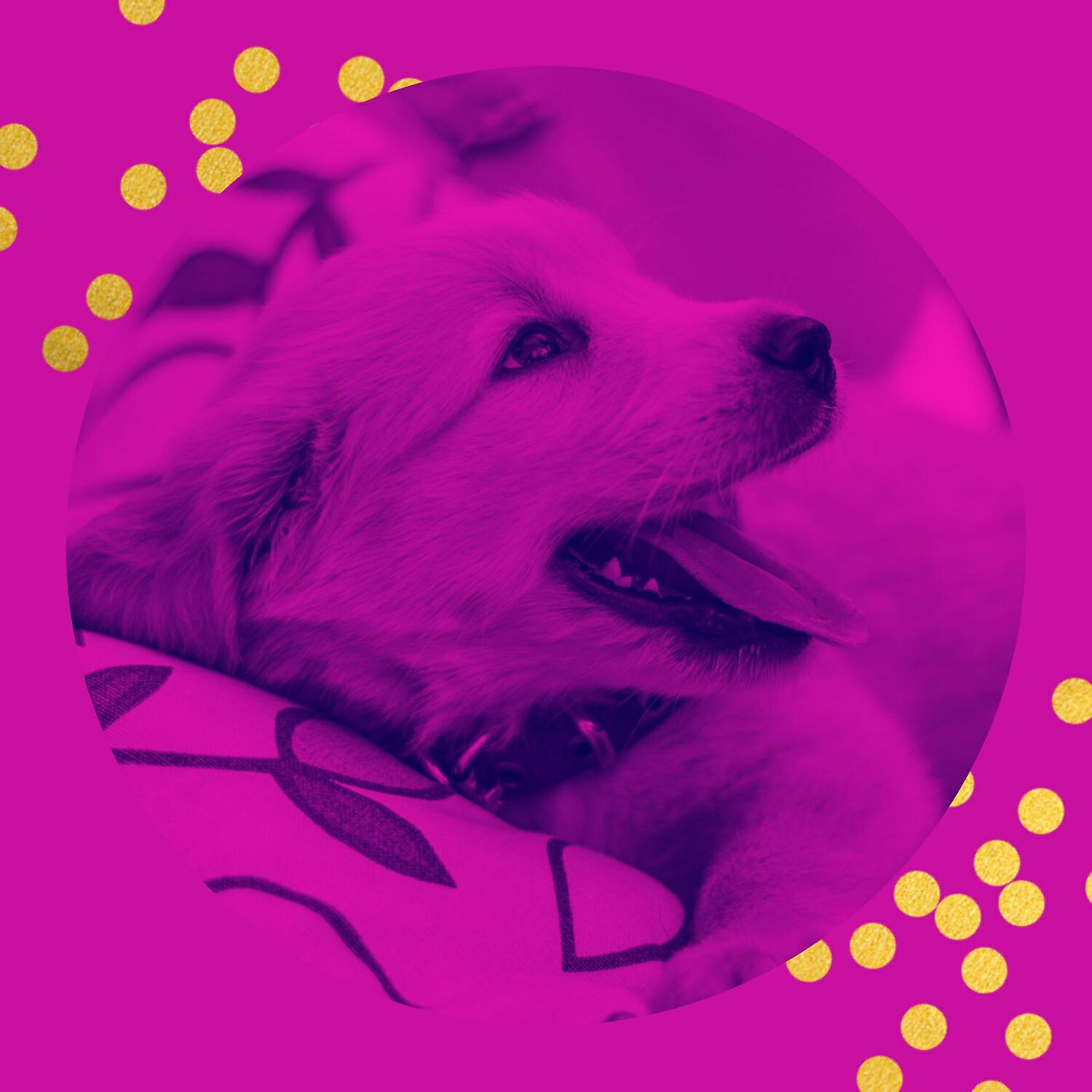 Classy Relaxing Dog Music - Casual Ambience for Dog Training