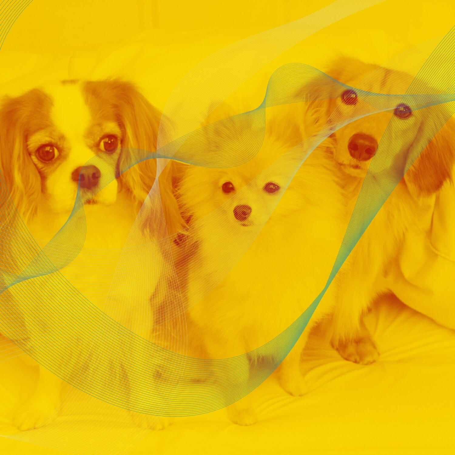 Classy Relaxing Dog Music - Fiery Sleeping Dogs