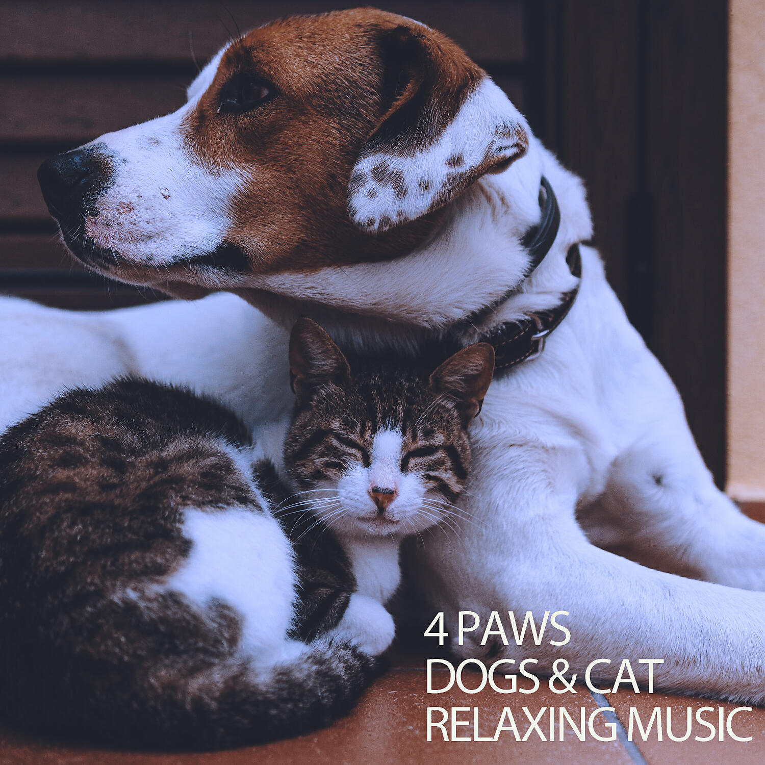 Music For Dogs - Dogs Enjoy Music