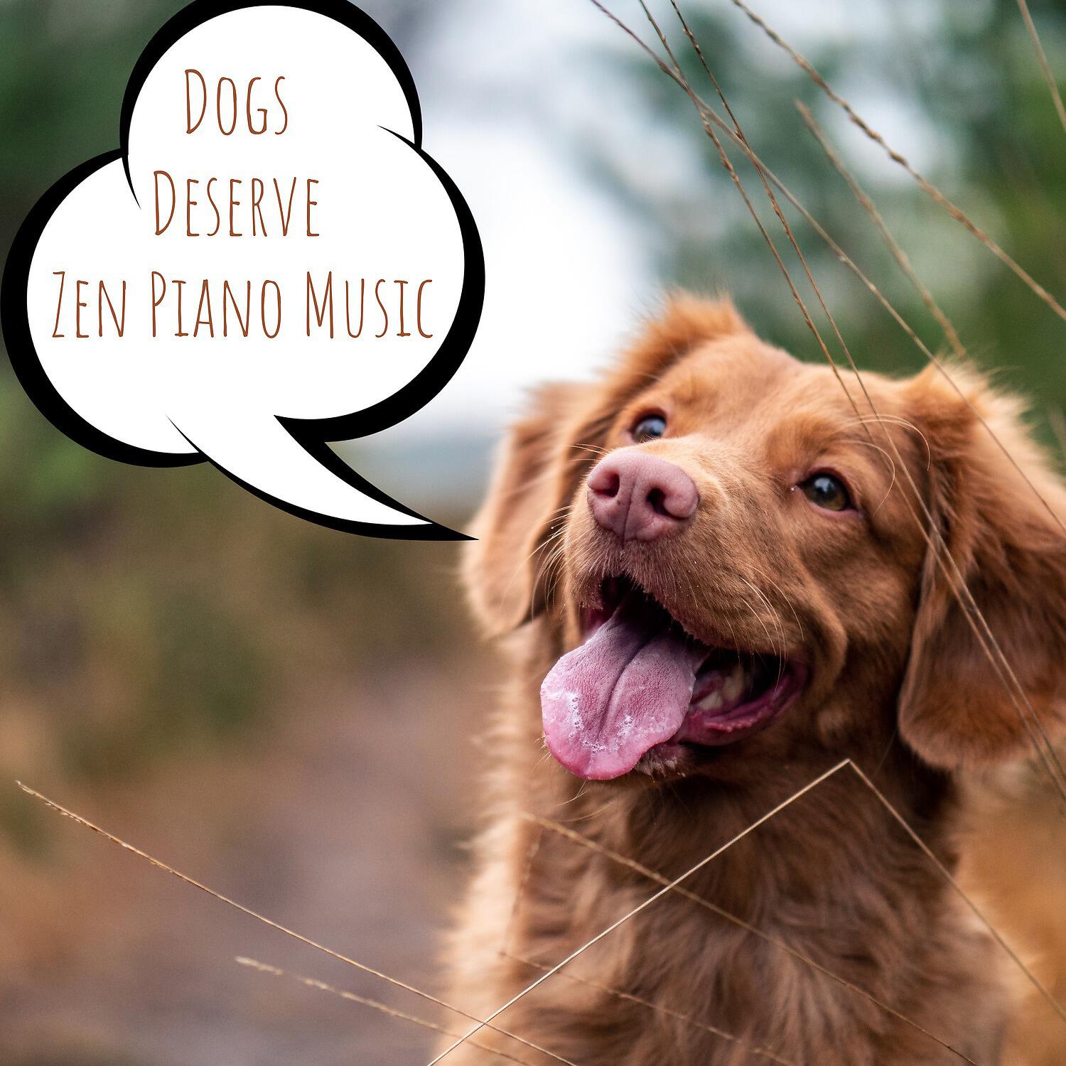 Music For Dogs - Can I Read Your Mind