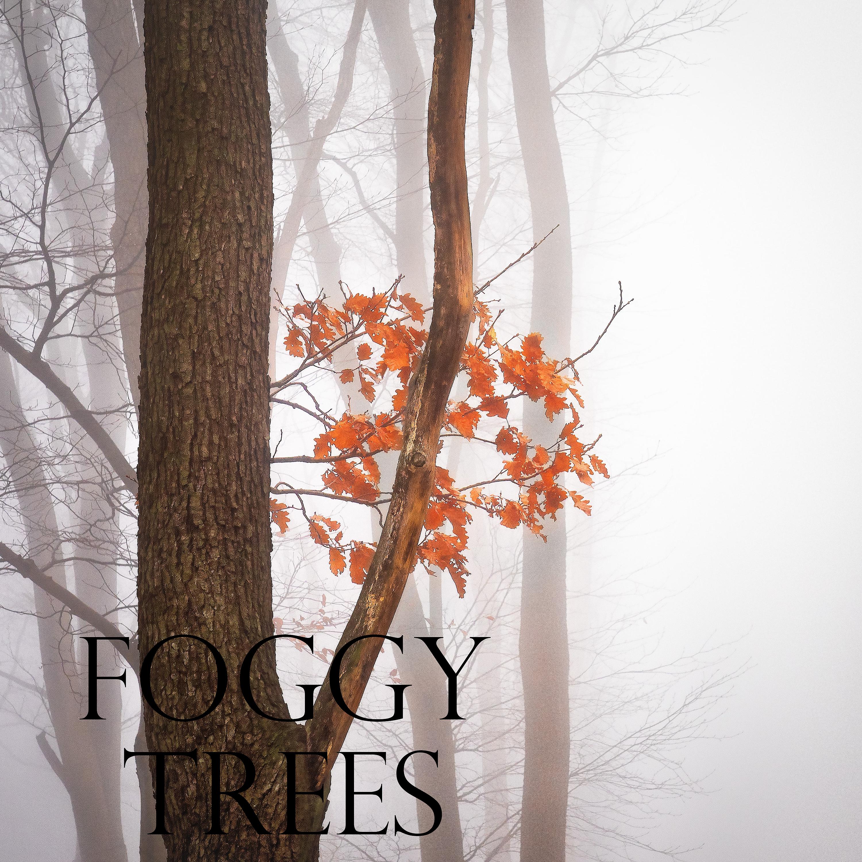 Постер альбома Foggy Trees