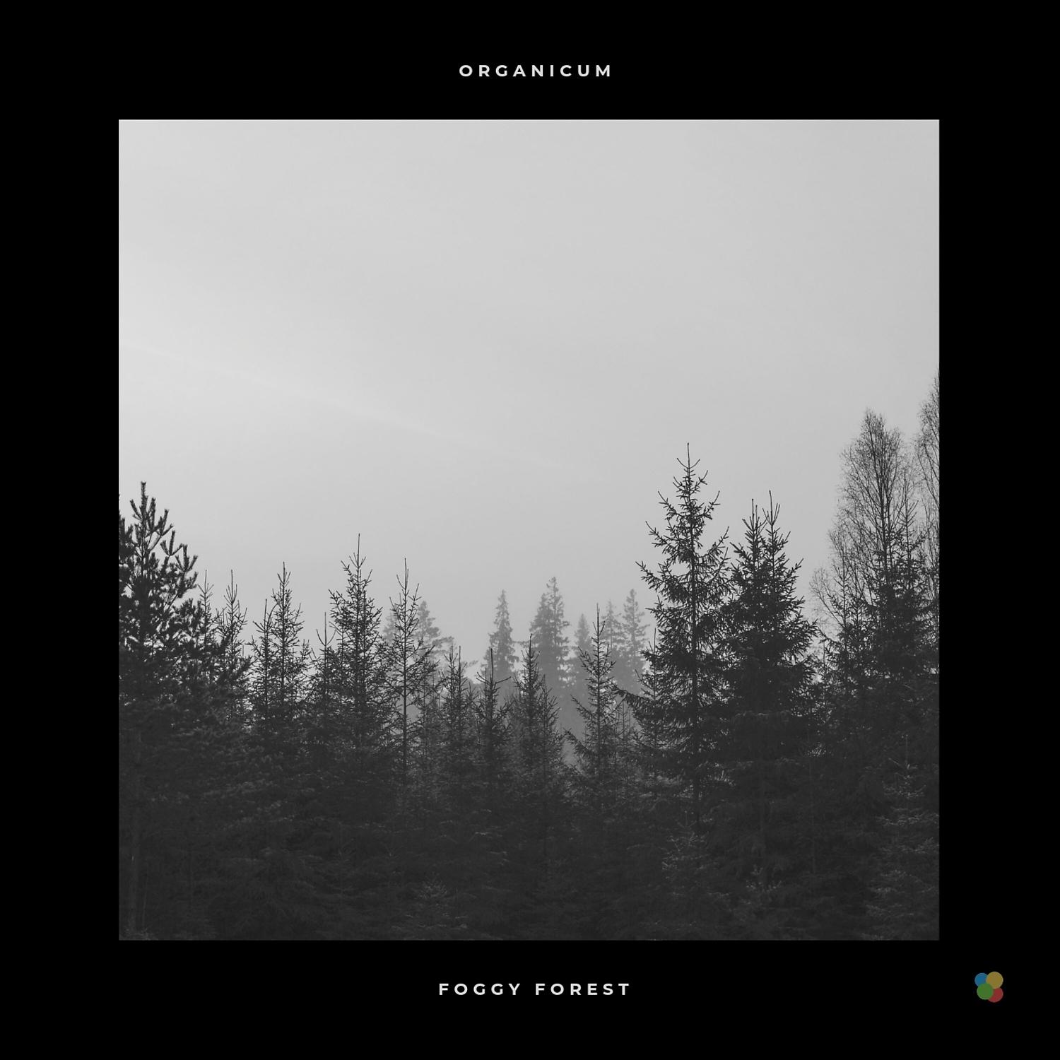 Постер альбома Foggy Forest