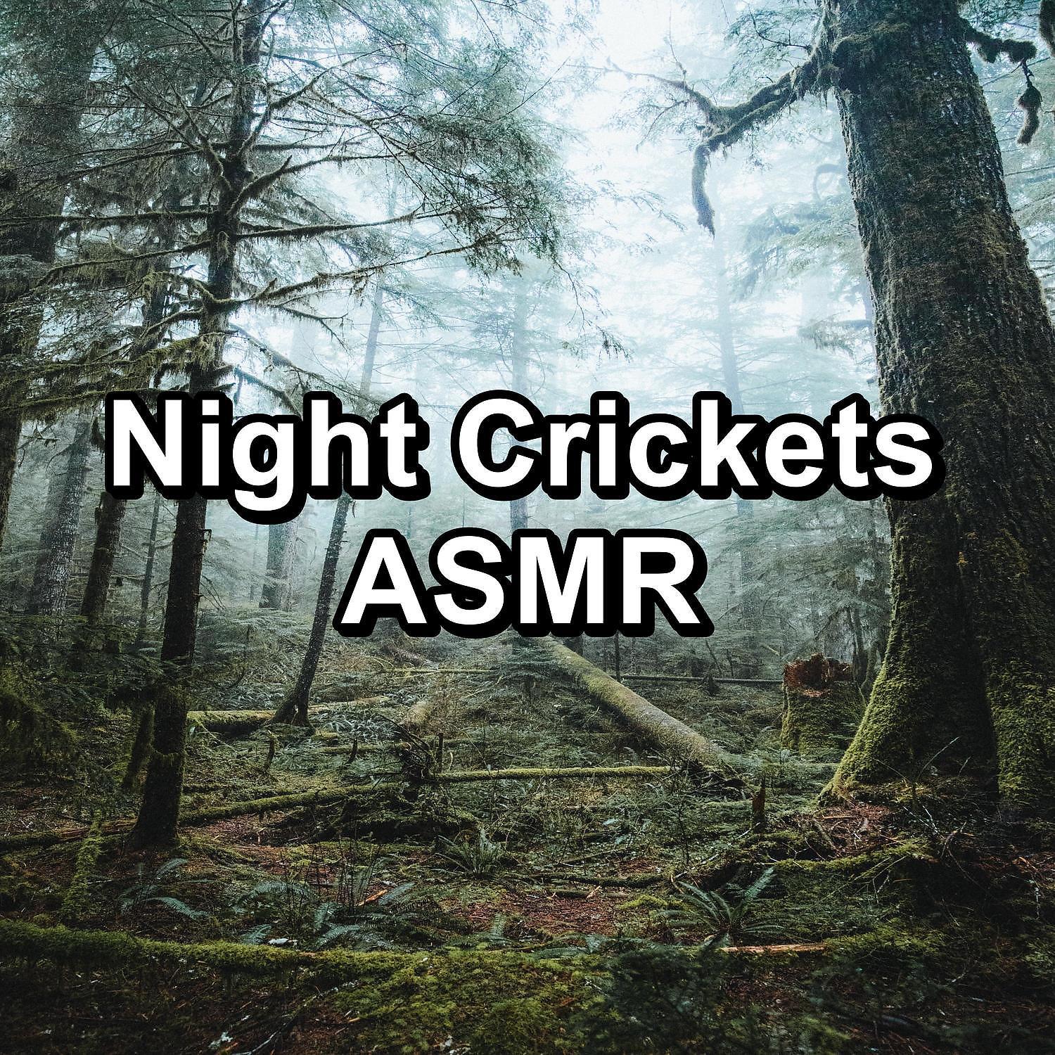 Постер альбома Night Crickets ASMR