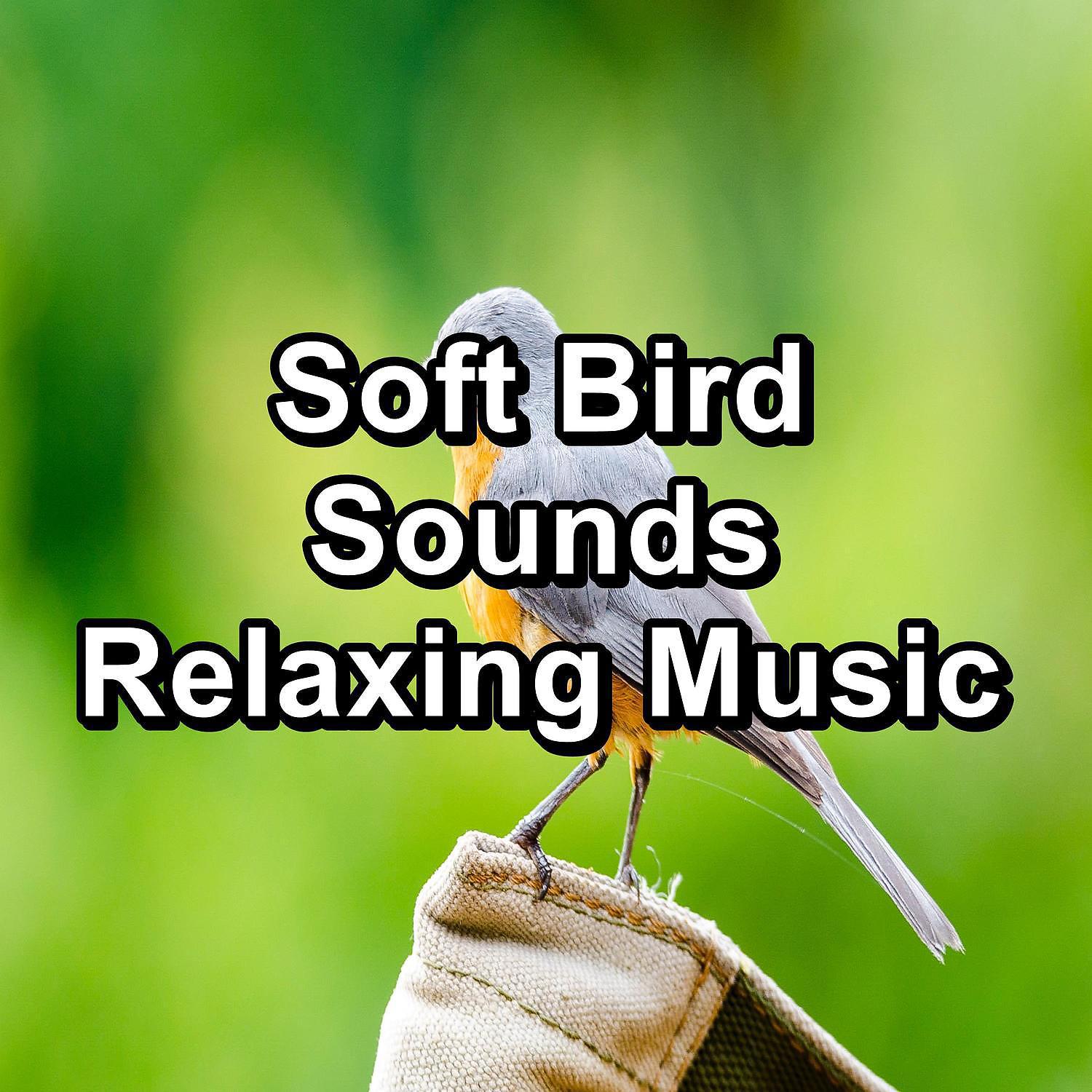 Piano and Ocean Waves - Sleepy Bird Sounds For Concentration For Babies and Infants