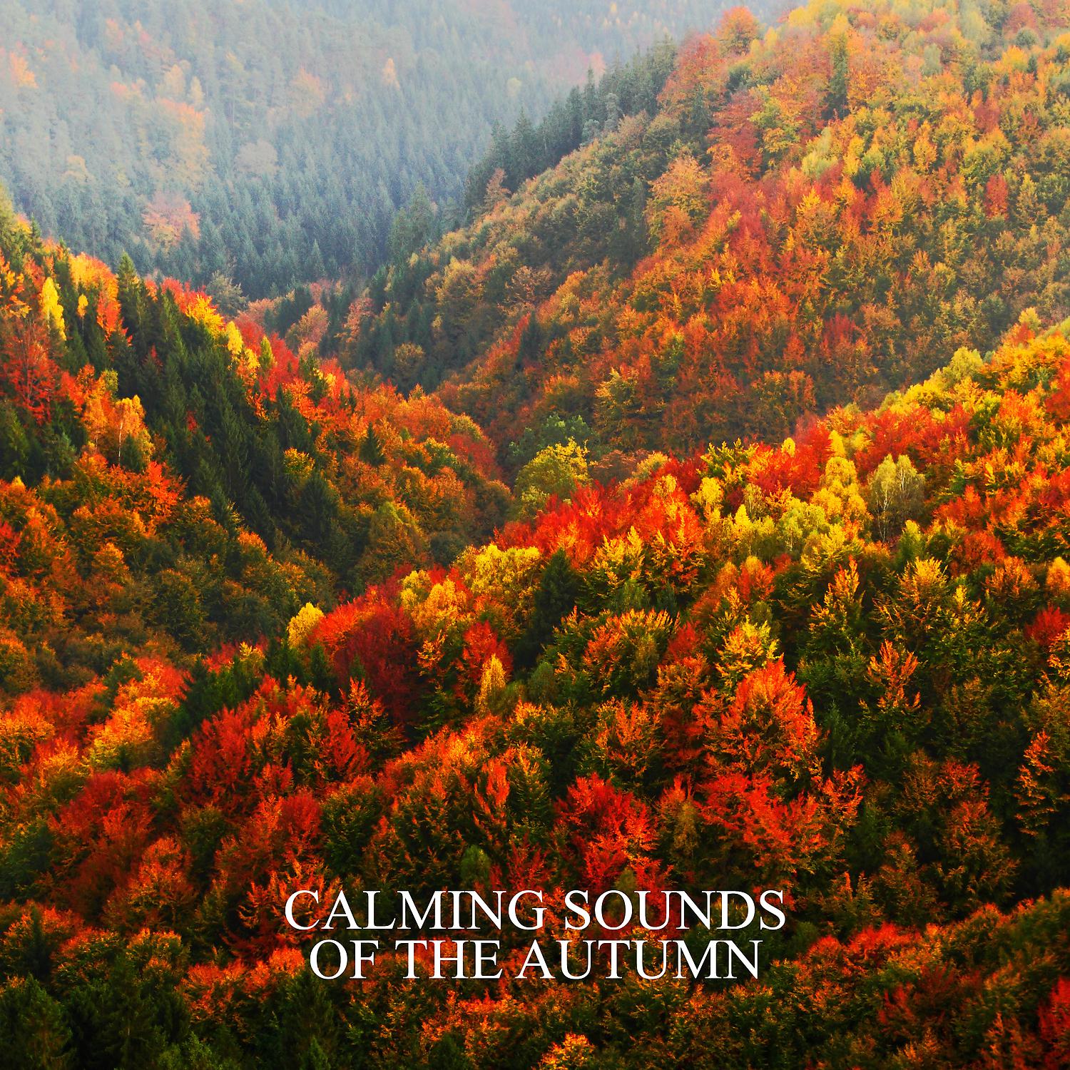 Постер альбома Calming Sounds of the Autumn: Ambient Melodies of the Forest and Nature, Finding Peace of Mind with Relaxing Nature Sounds