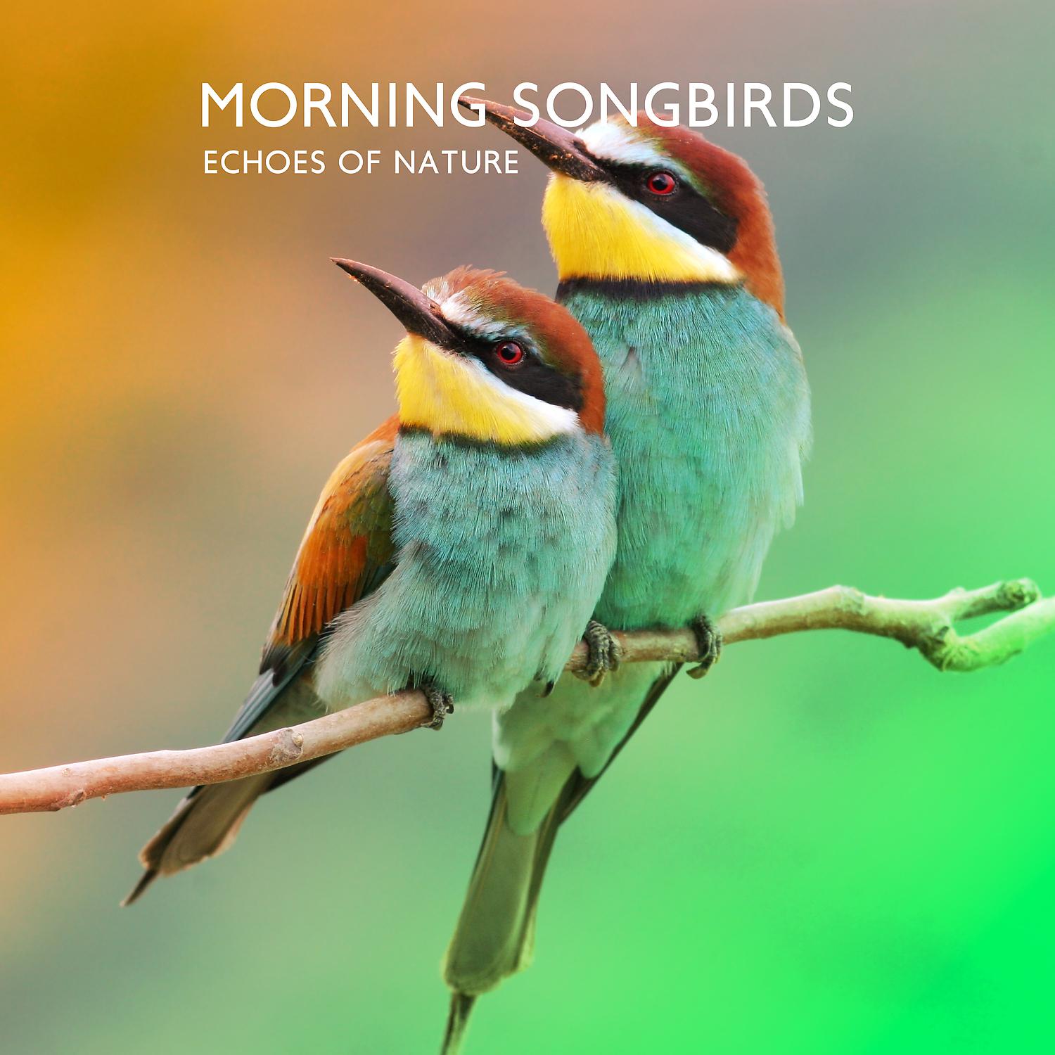 Постер альбома Morning Songbirds: Echoes of Nature, Asian Zen Spa Meditation Music, Yoga and Relaxation
