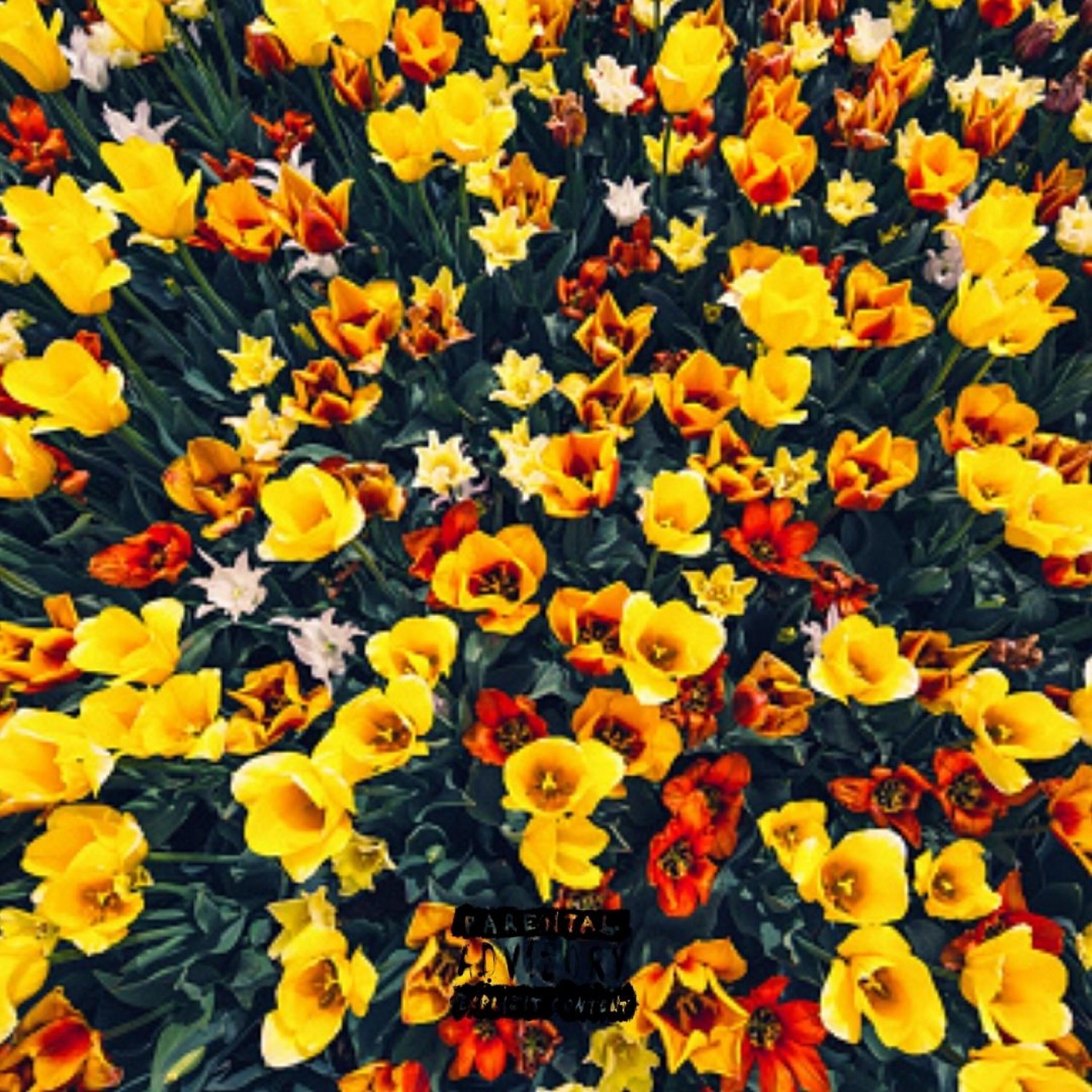 Abe$ - Sundown